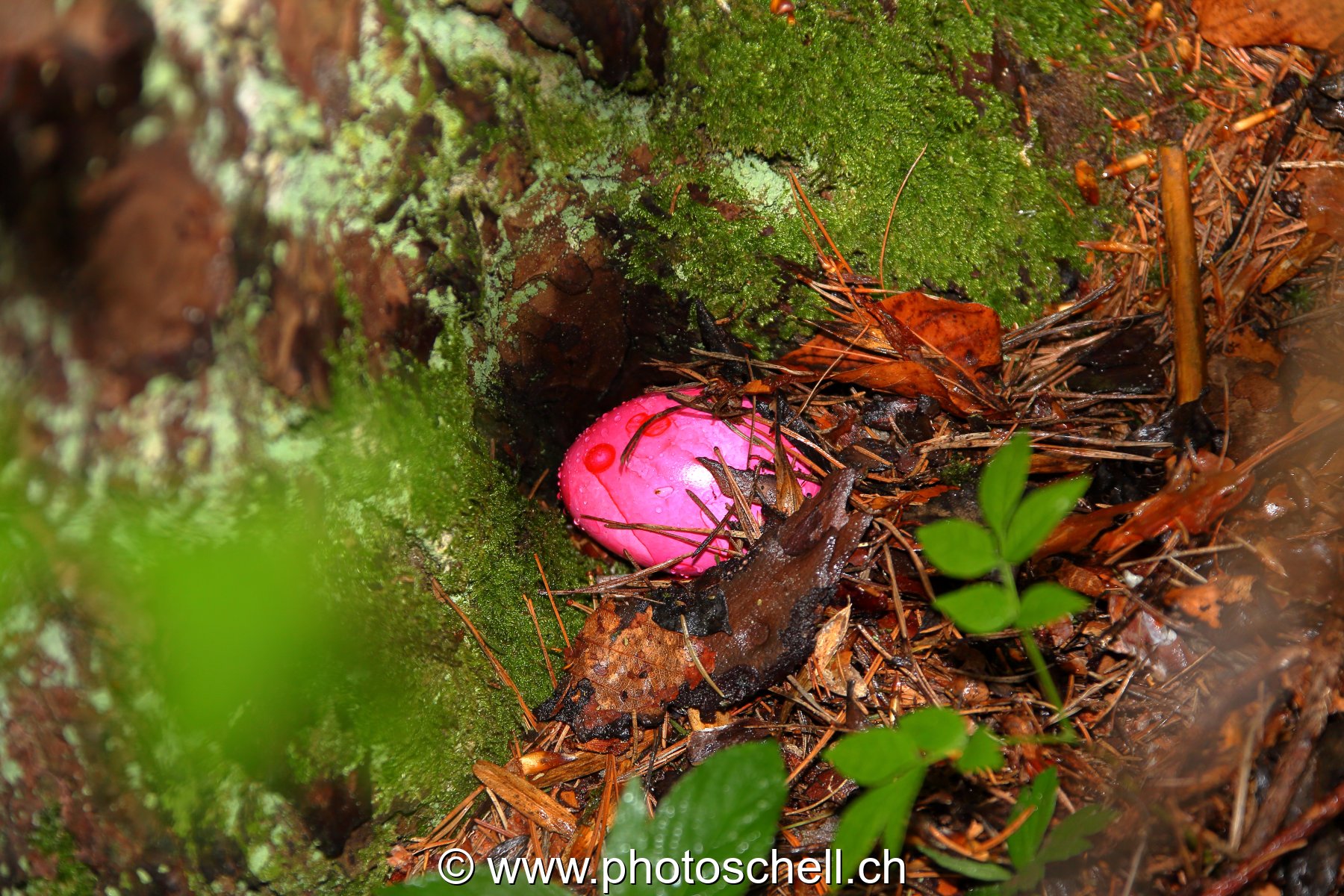 Photo 49