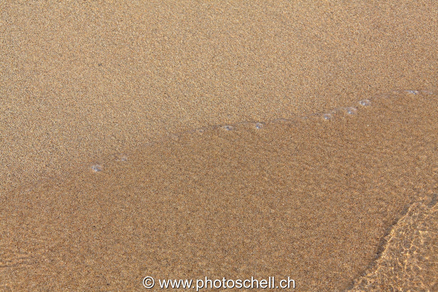 Petites vagues sur le sable