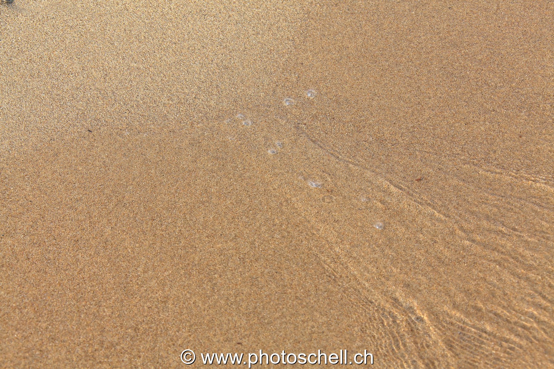Petites vagues sur le sable