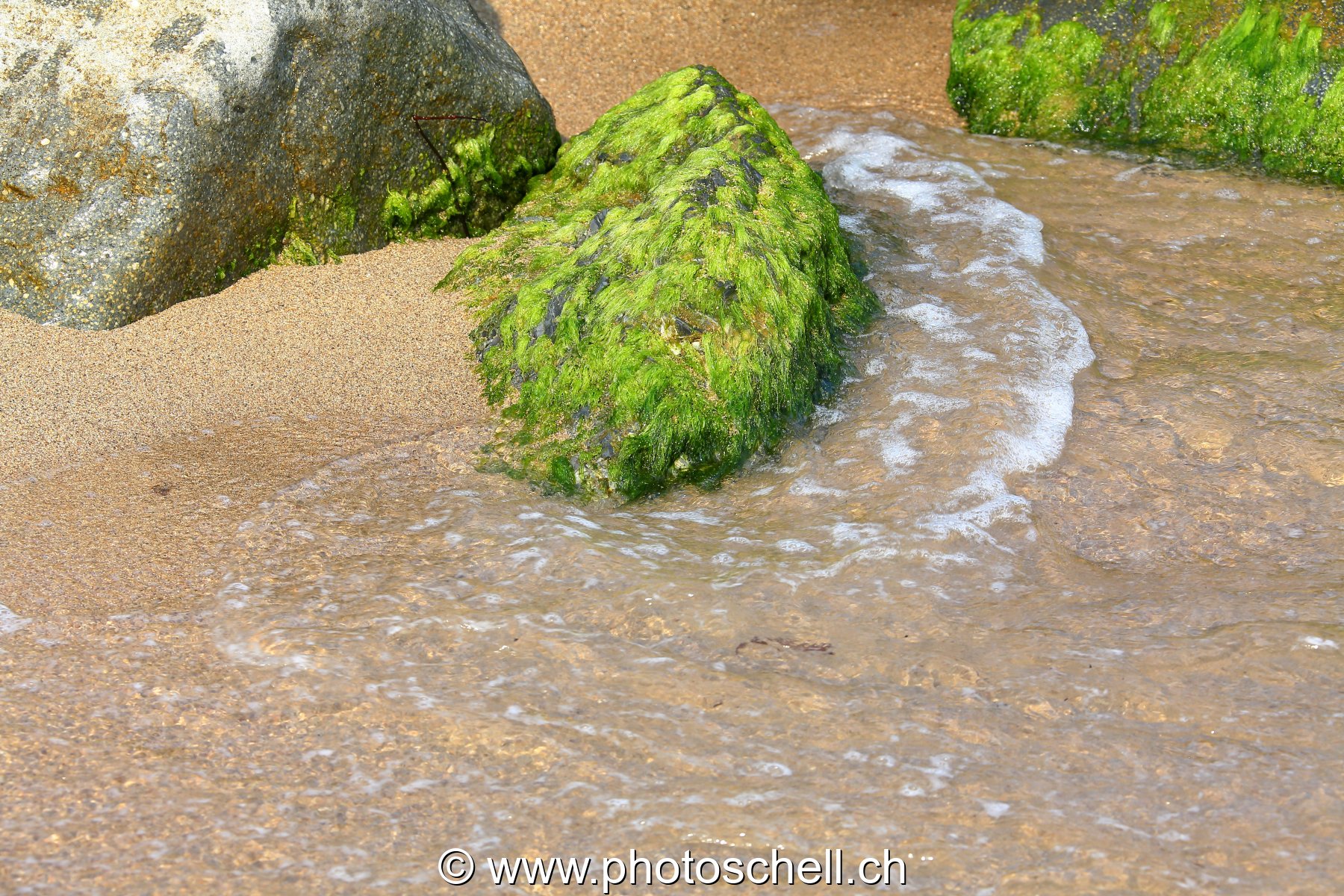 Petits rochers avec des algues frappés par les vagues