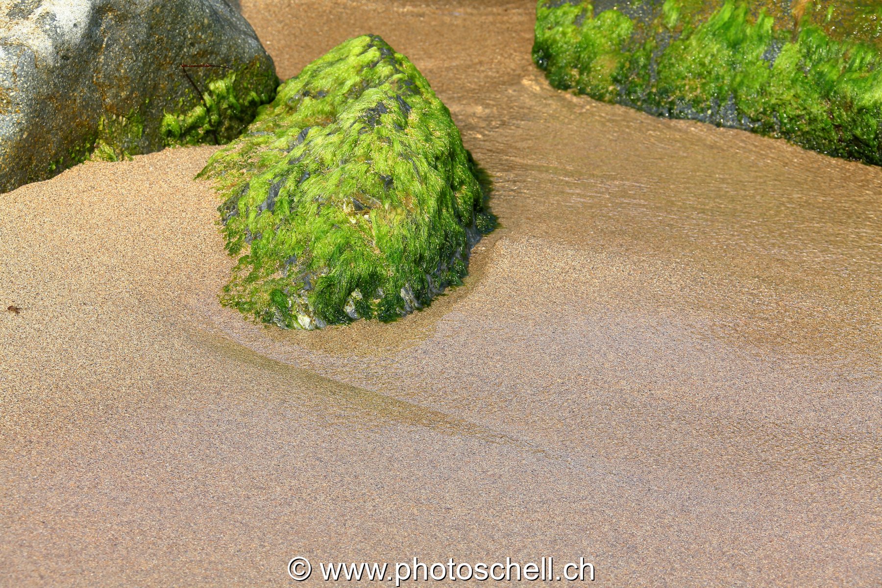 Petits rochers avec des algues frappés par les vagues