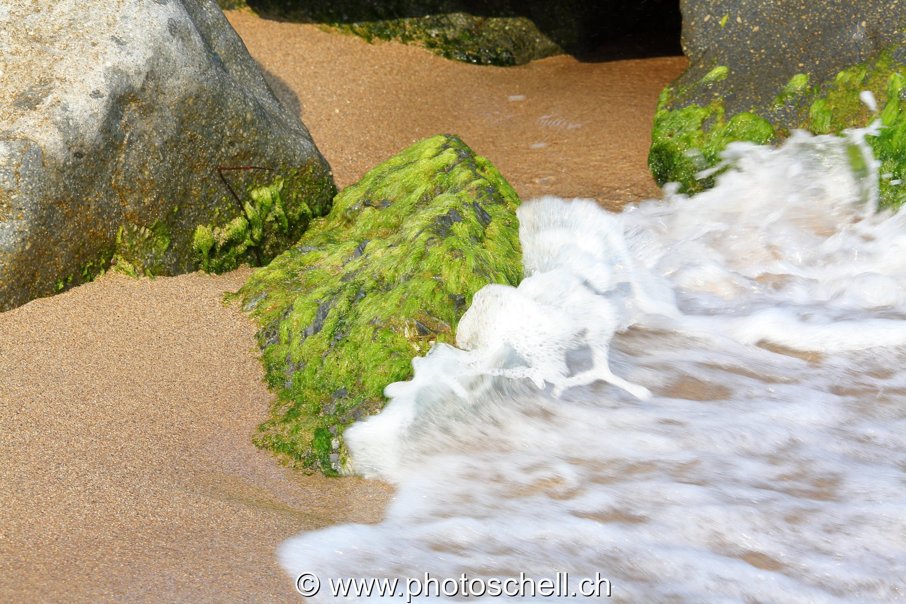 Petits rochers avec des algues frappés par les vagues