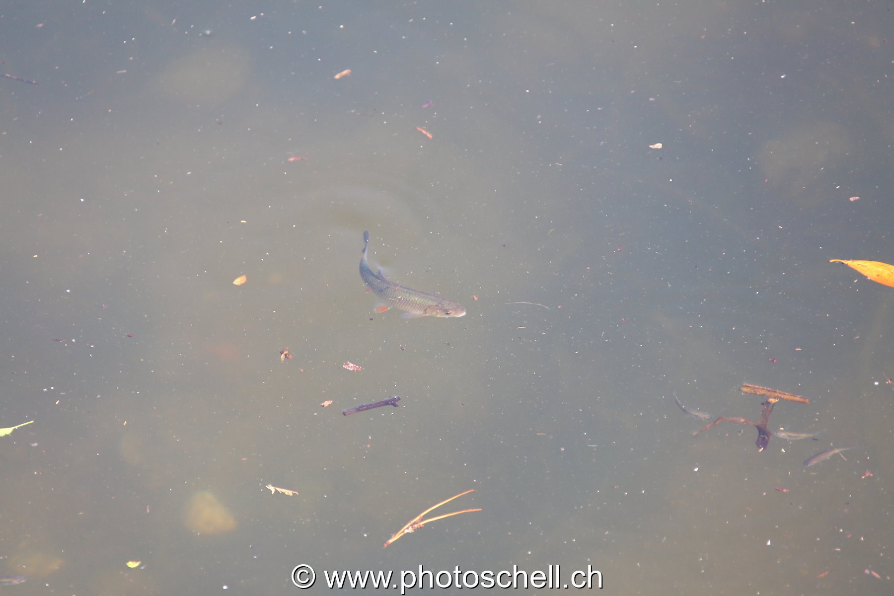 Poisson dans l'eau