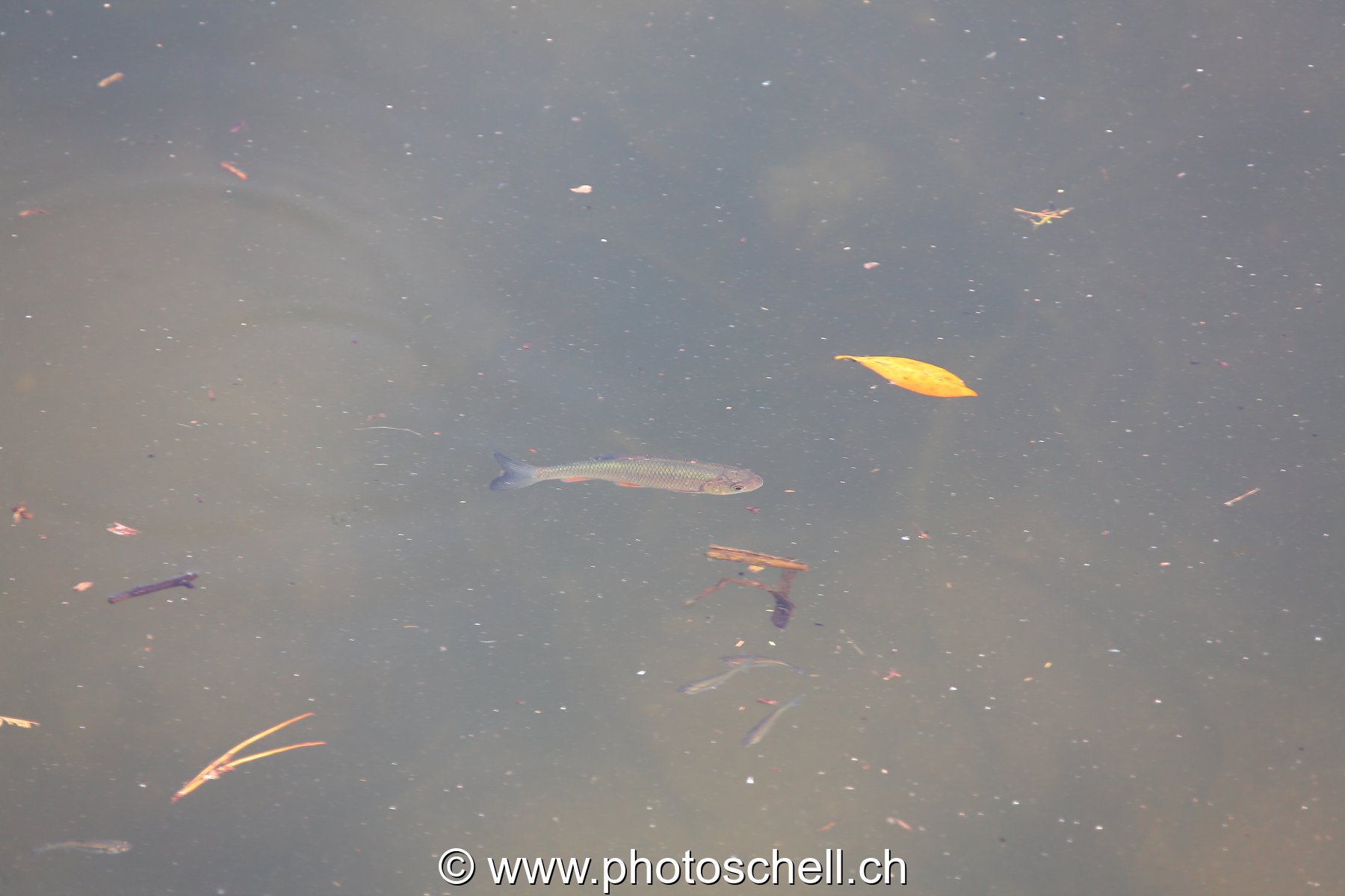 Poisson dans l'eau