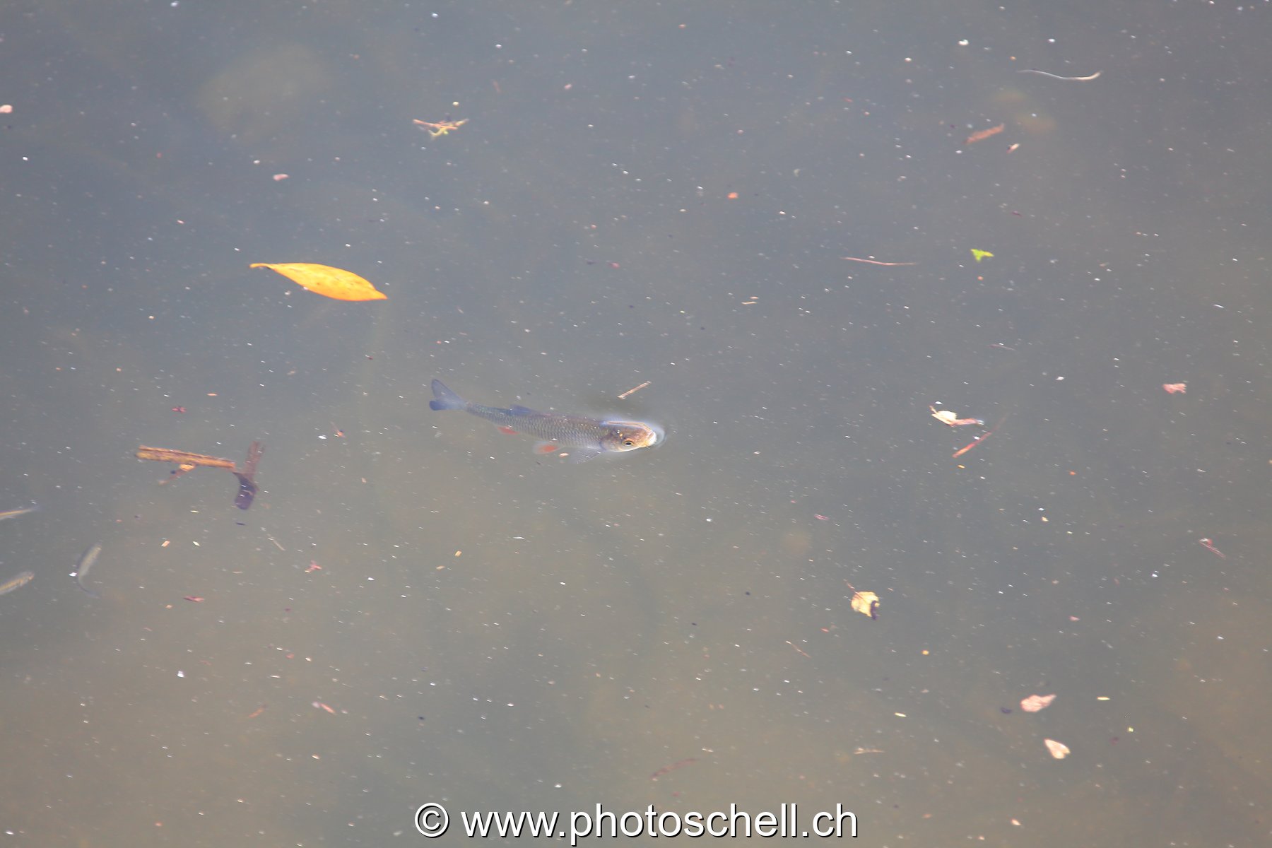 Poisson dans l'eau