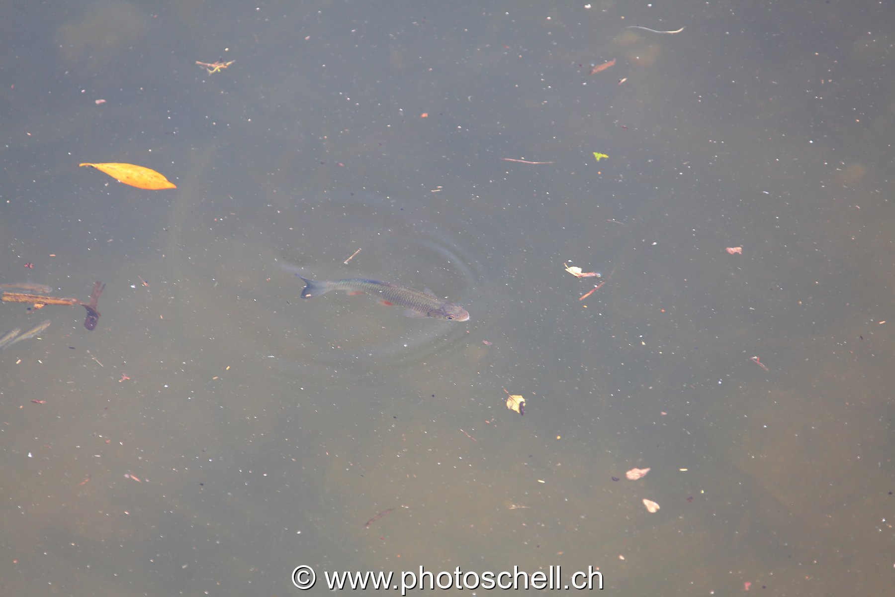 Poisson dans l'eau