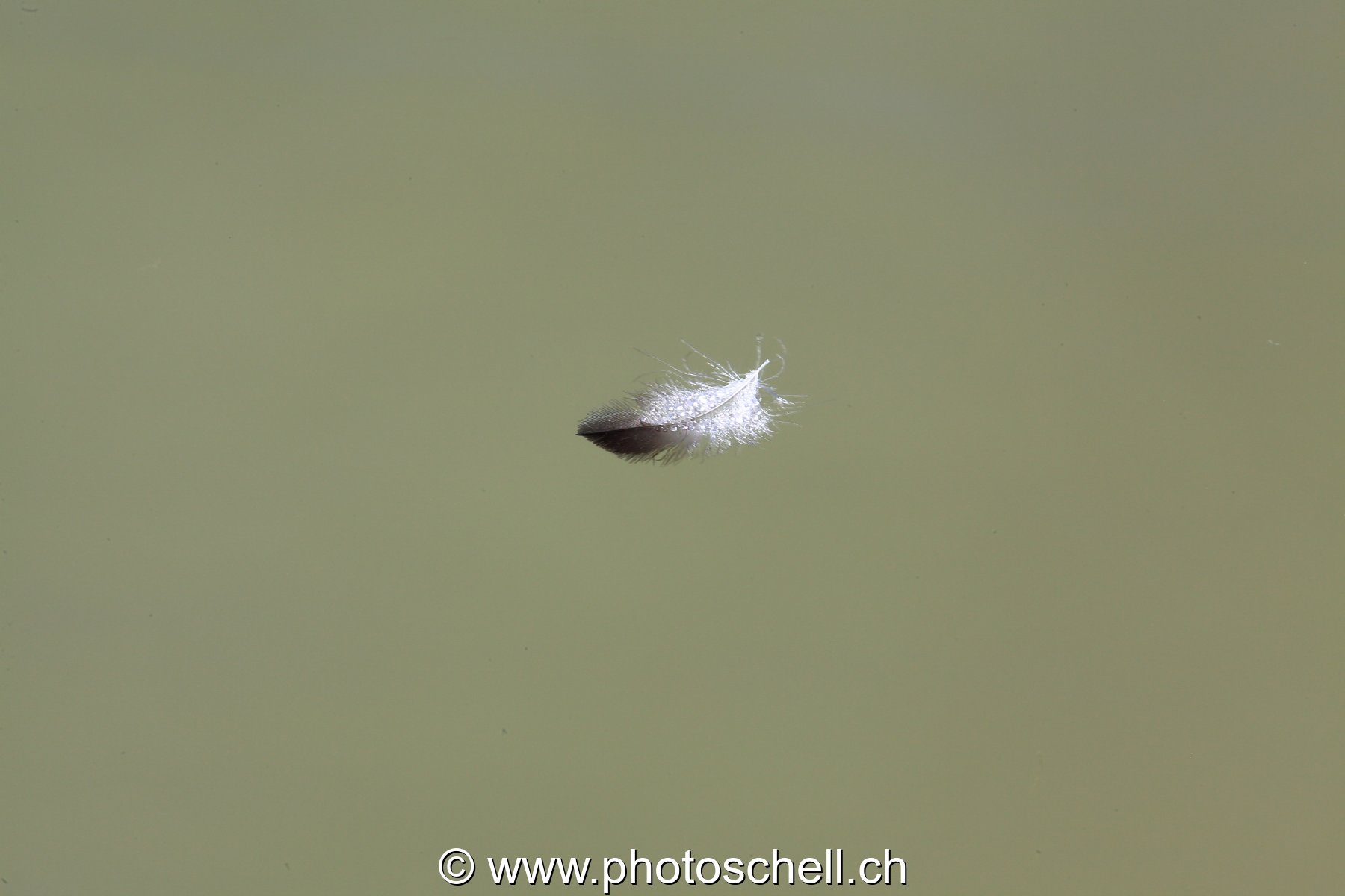 Plume sur l'eau