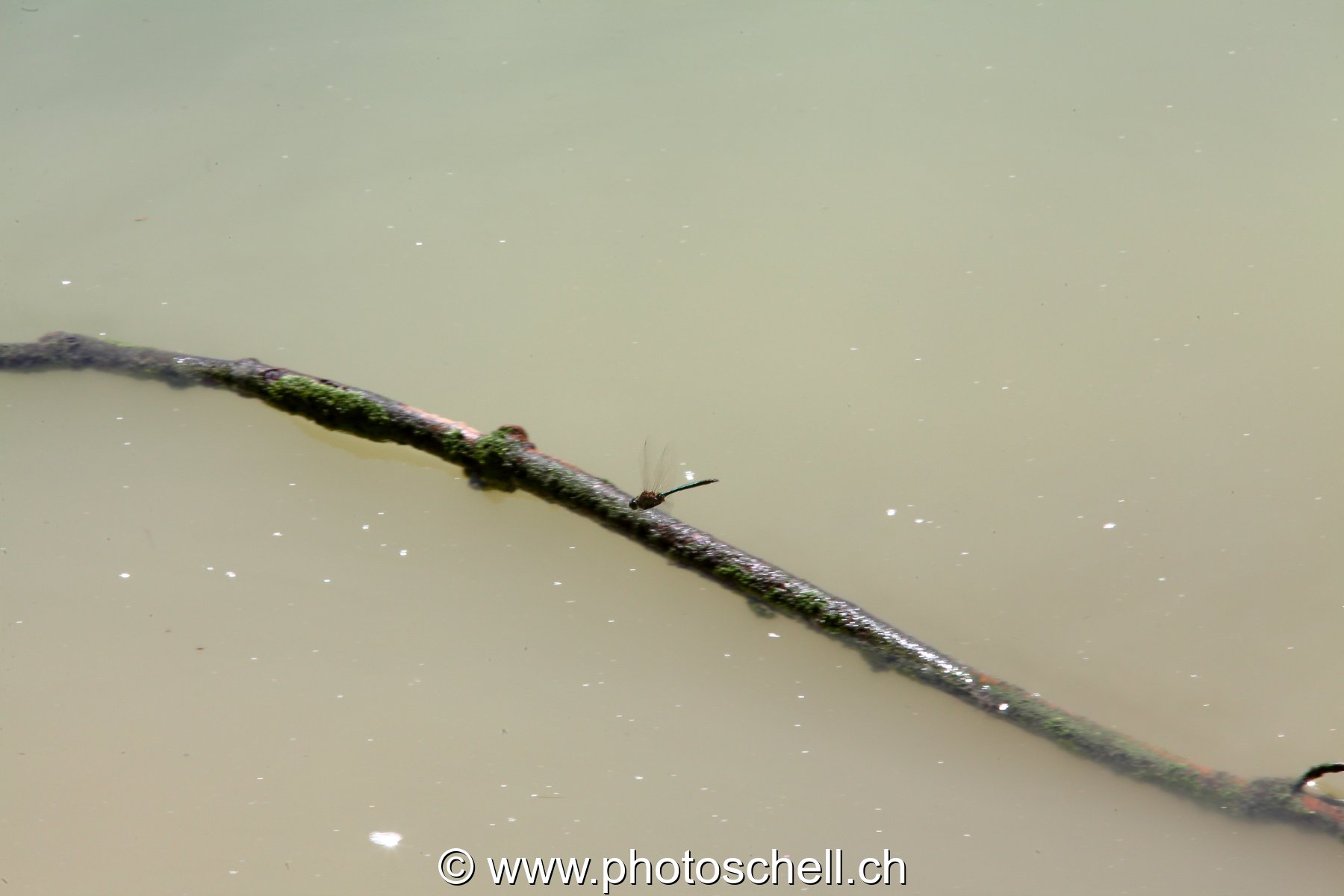 Branche semi-immergée