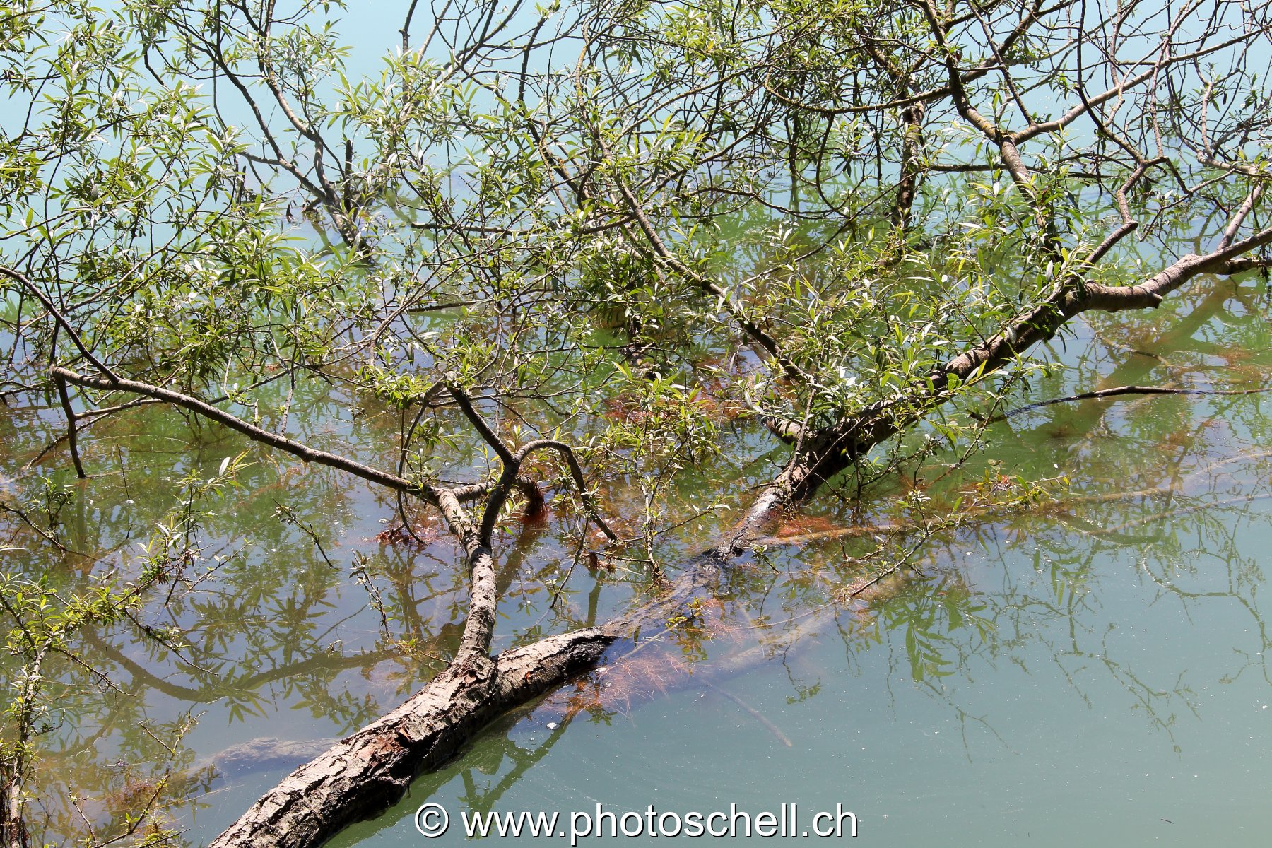 Arbre semi-immergé