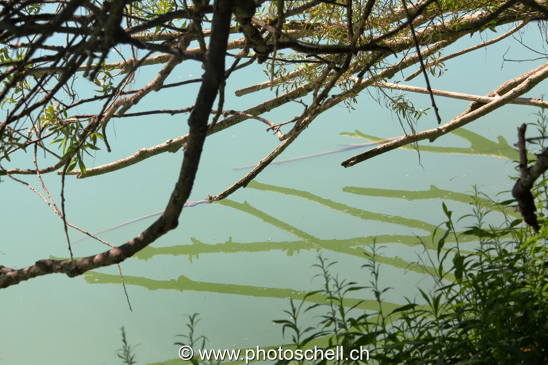 Reflets des branches dans l'eau