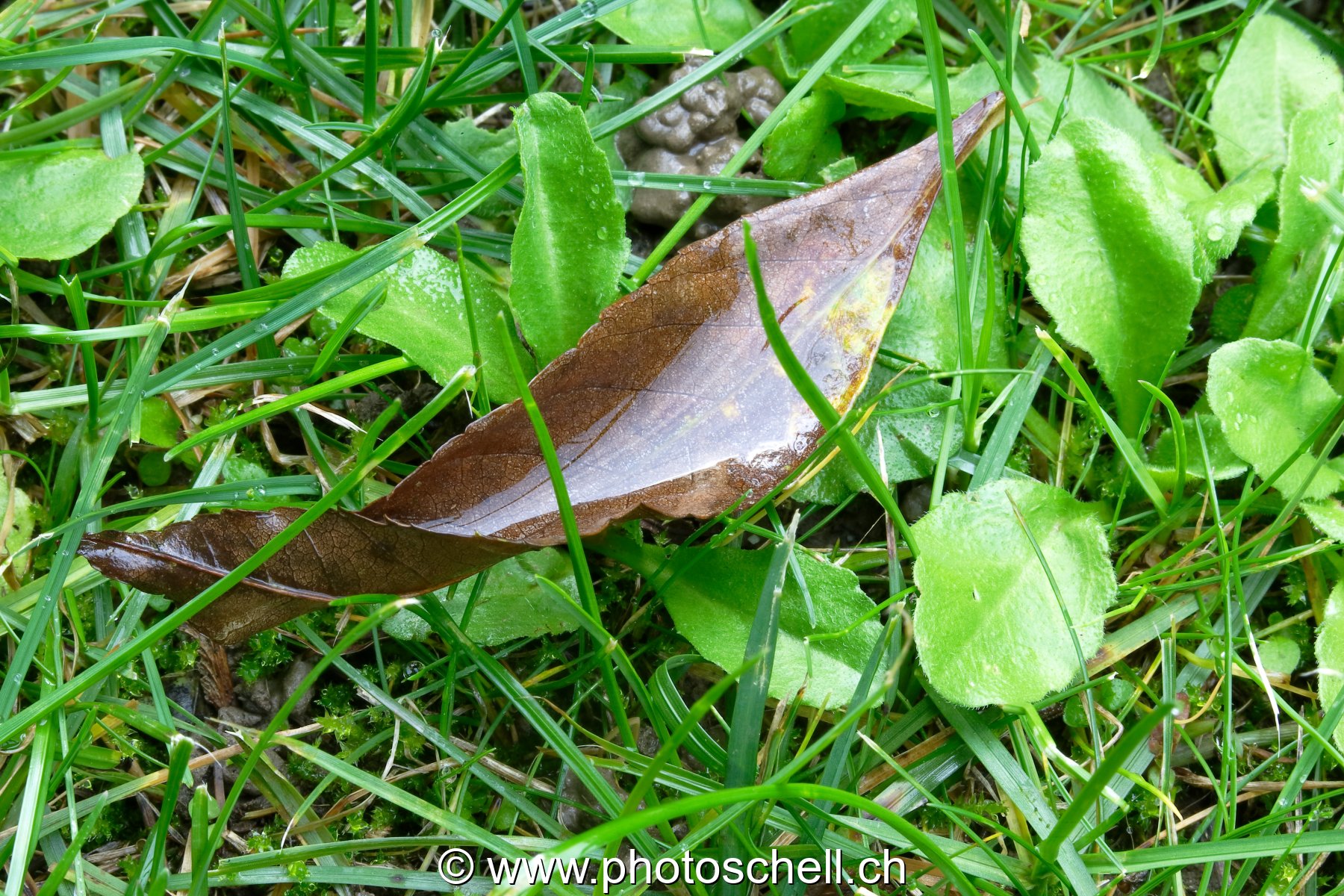 Feuilles mouillées