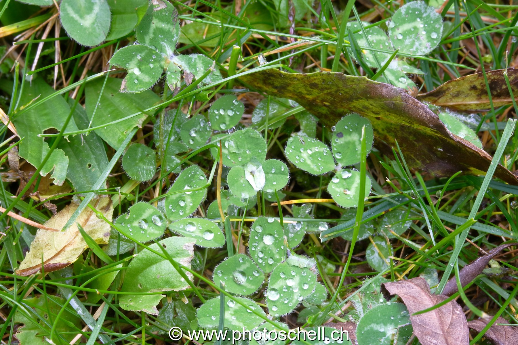 Feuilles mouillées