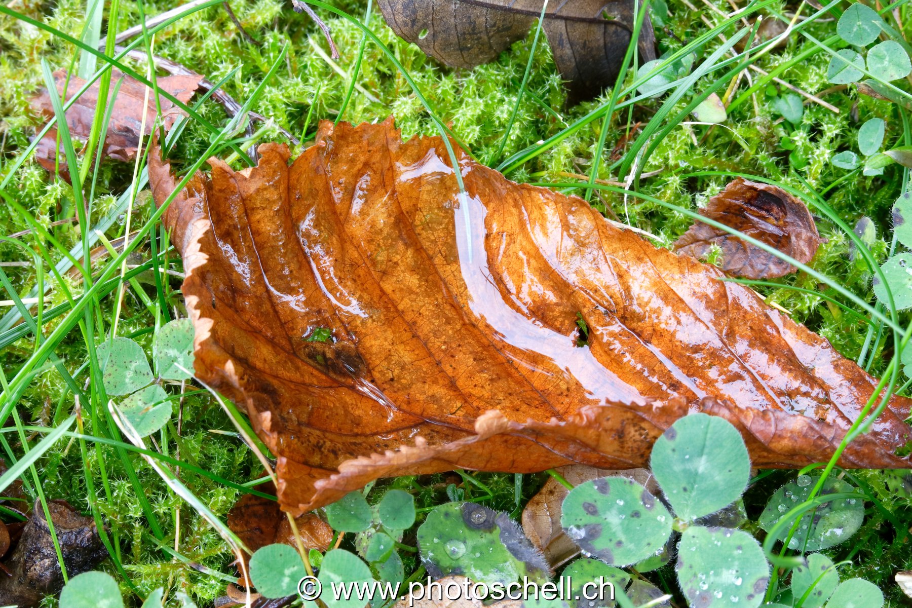 Feuilles mouillées
