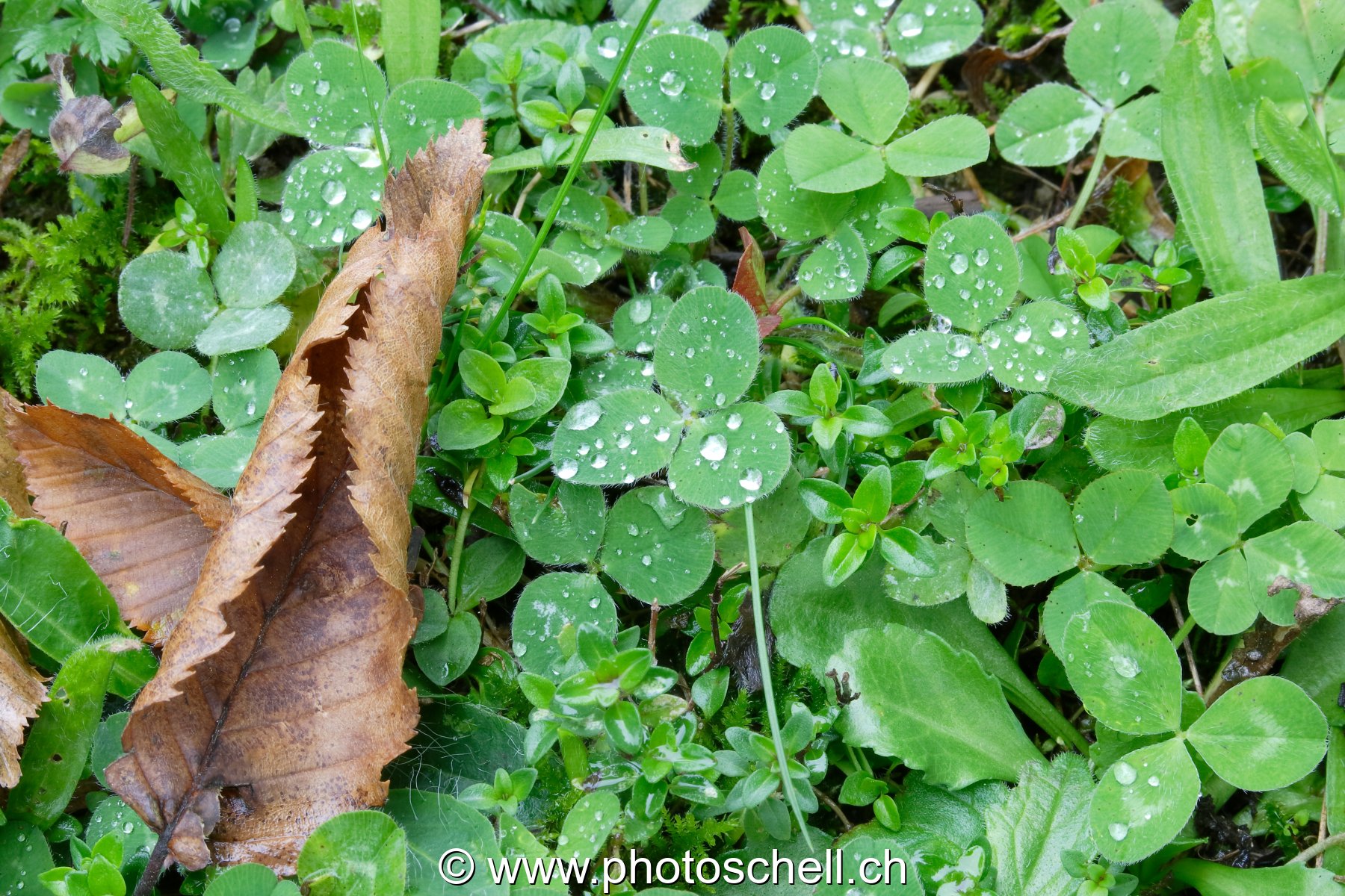 Feuilles mouillées
