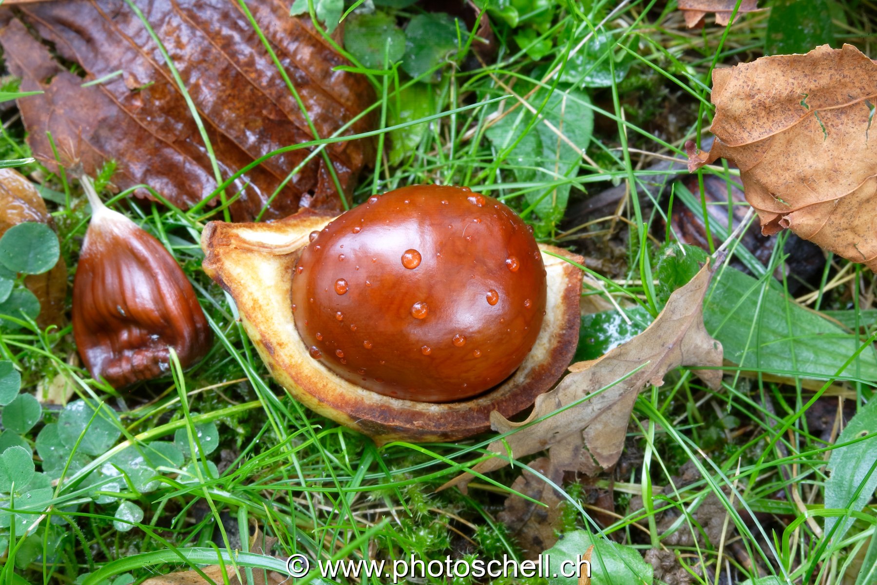 Marron mouillé