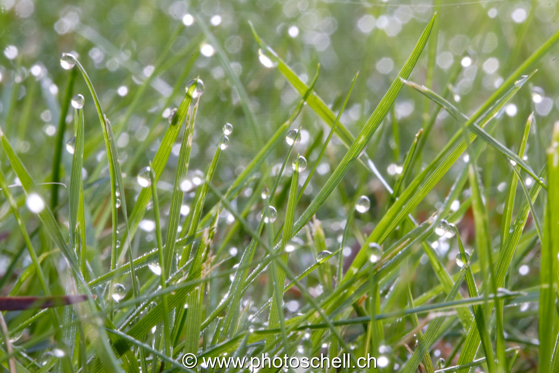 Brins d'herbe mouillés
