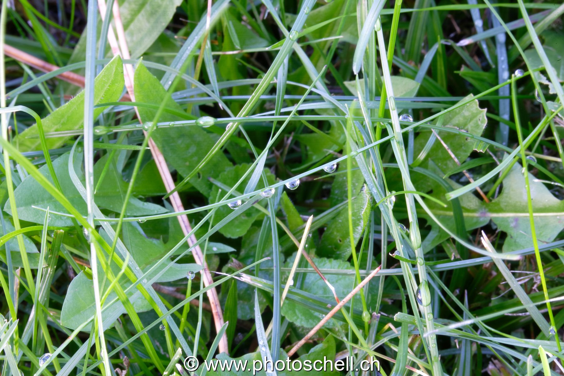 Brins d'herbe mouillés