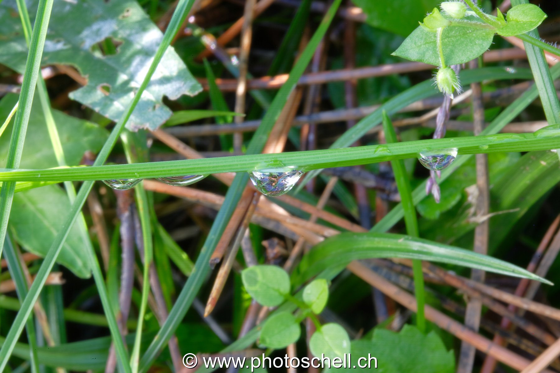 Brins d'herbe mouillés