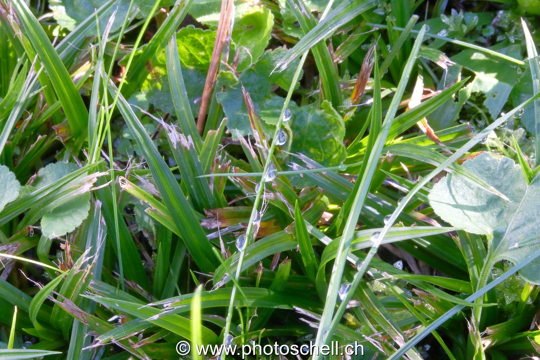 Brins d'herbe mouillés