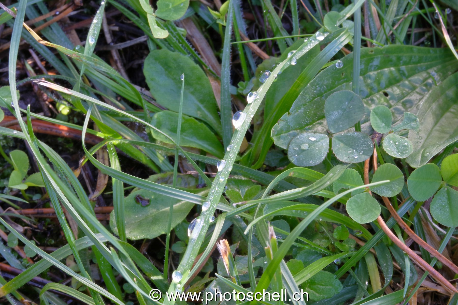 Brins d'herbe mouillés