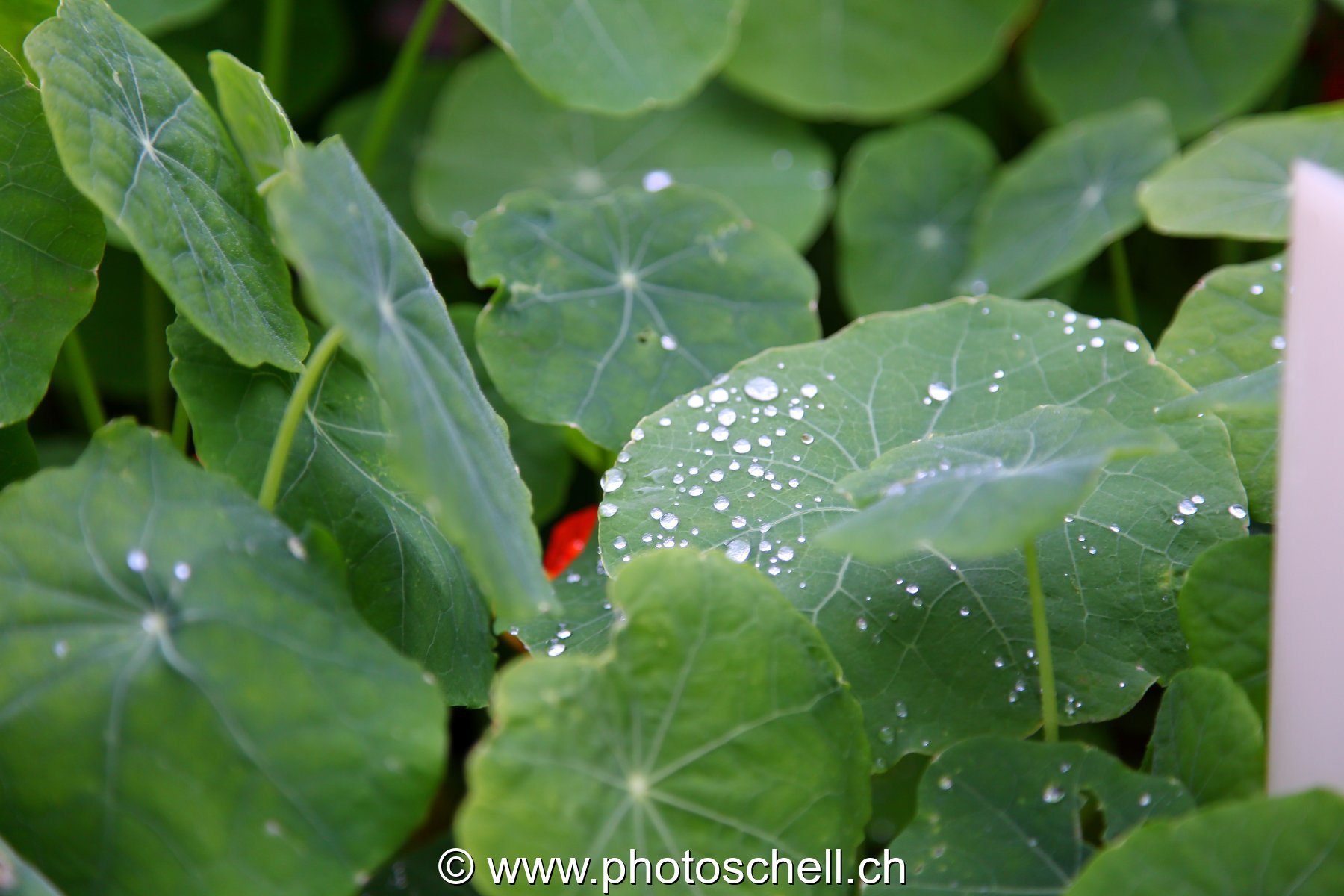 Feuilles mouillées