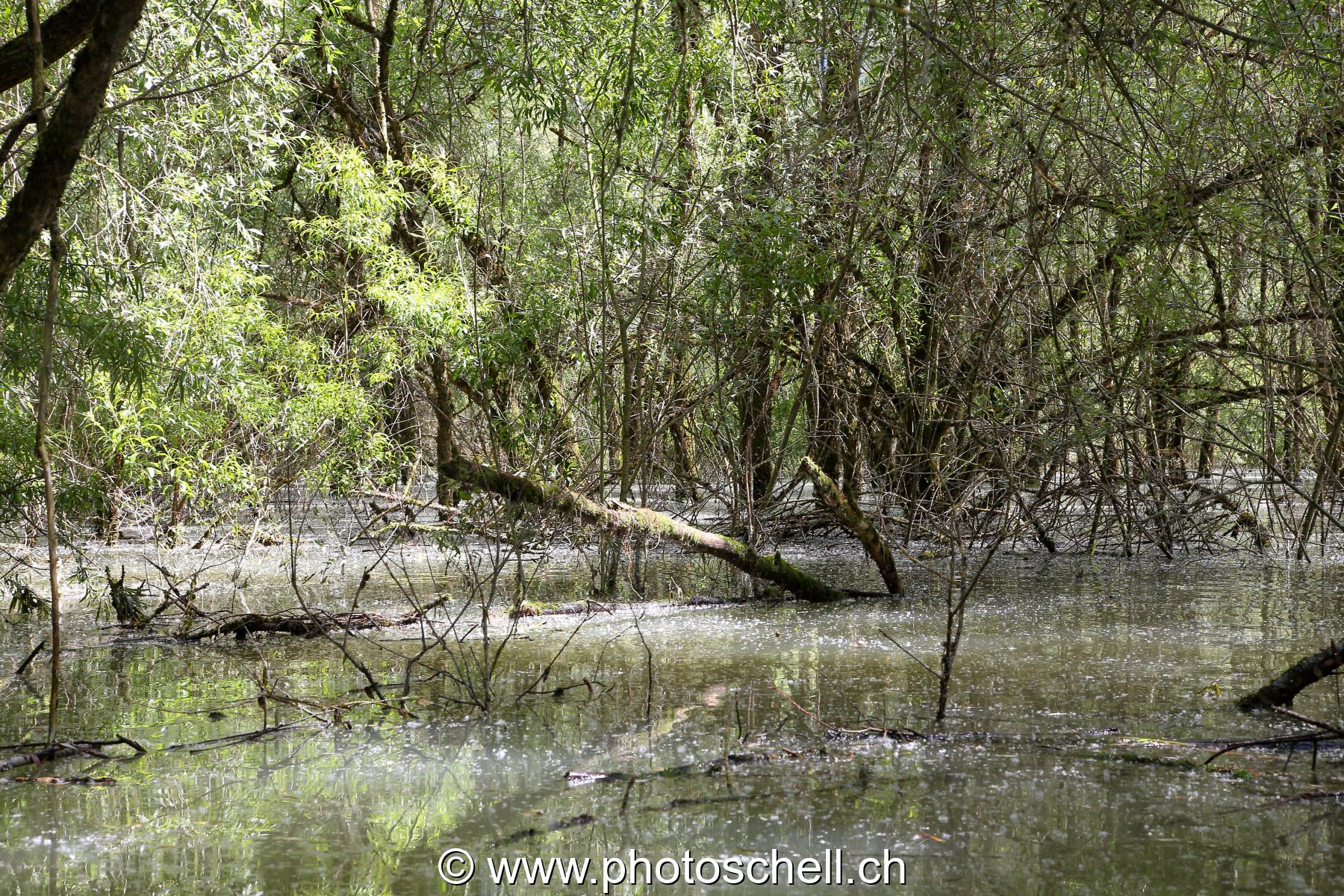 Forêt du bout de lac inondée