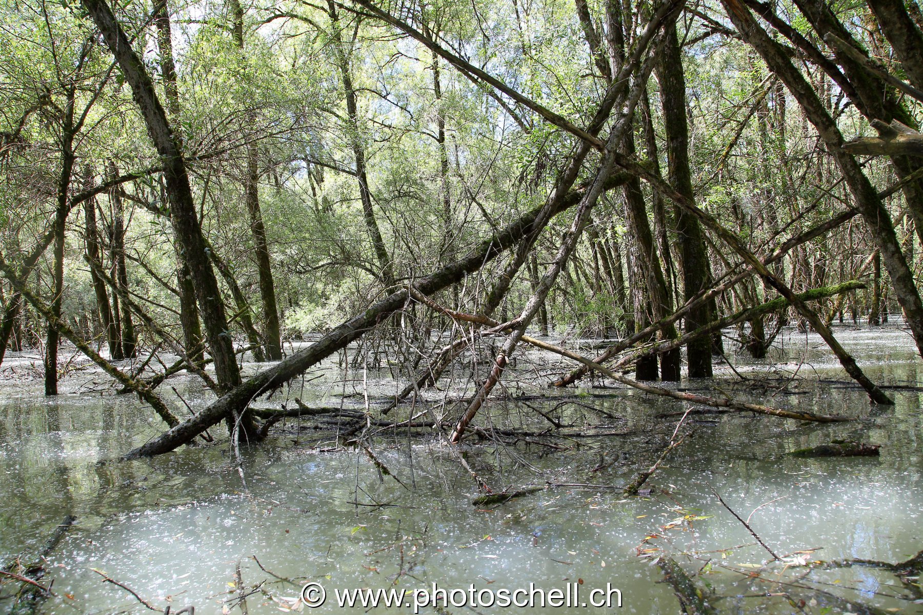 Forêt du bout de lac inondée