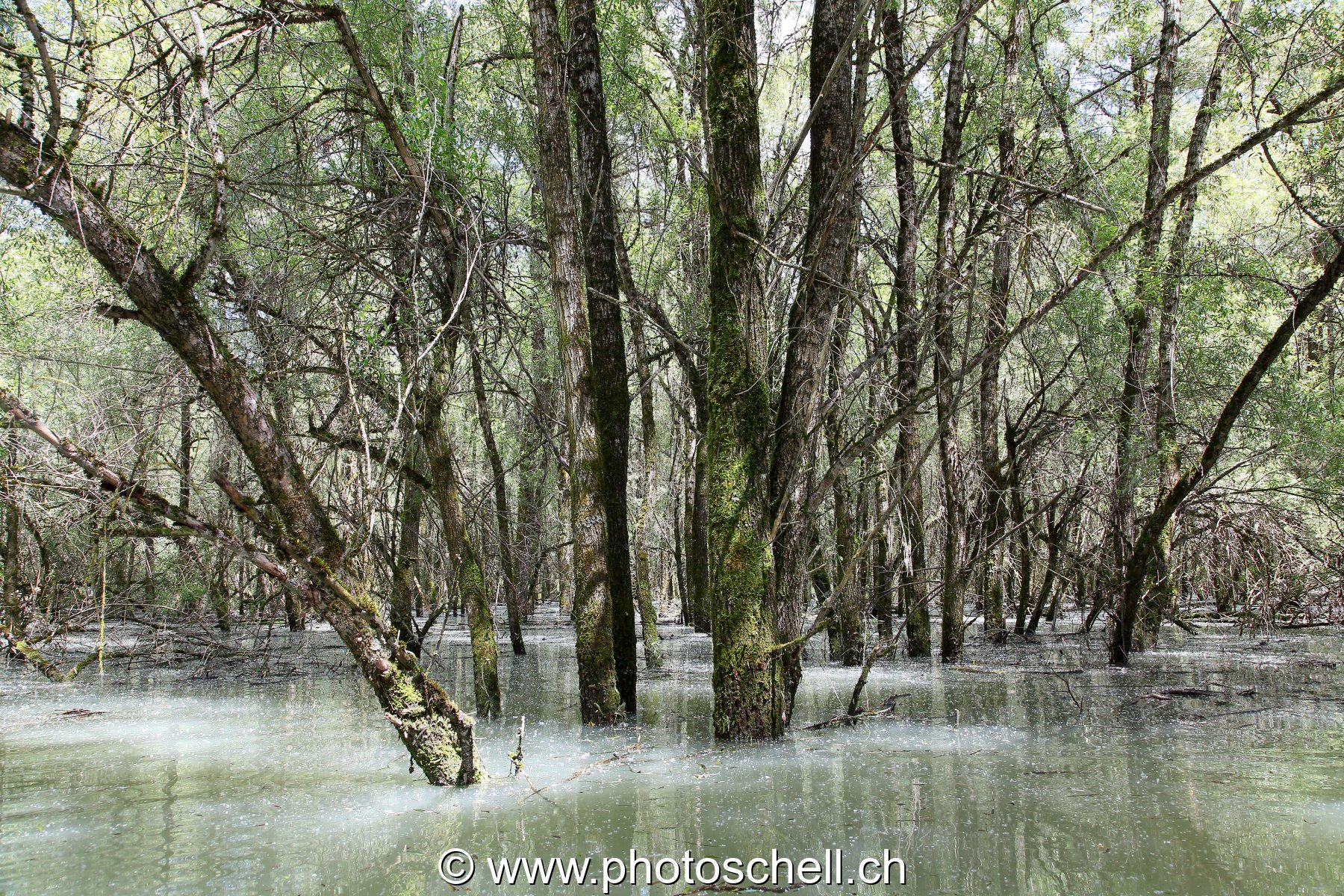 Forêt du bout de lac inondée