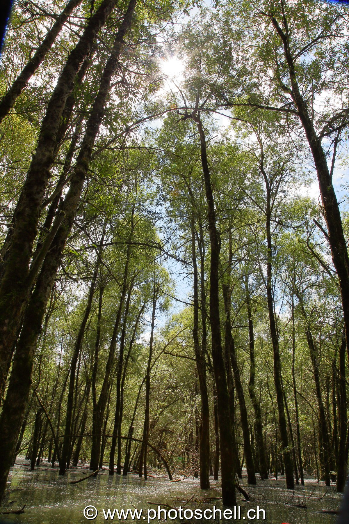 Forêt du bout de lac inondée