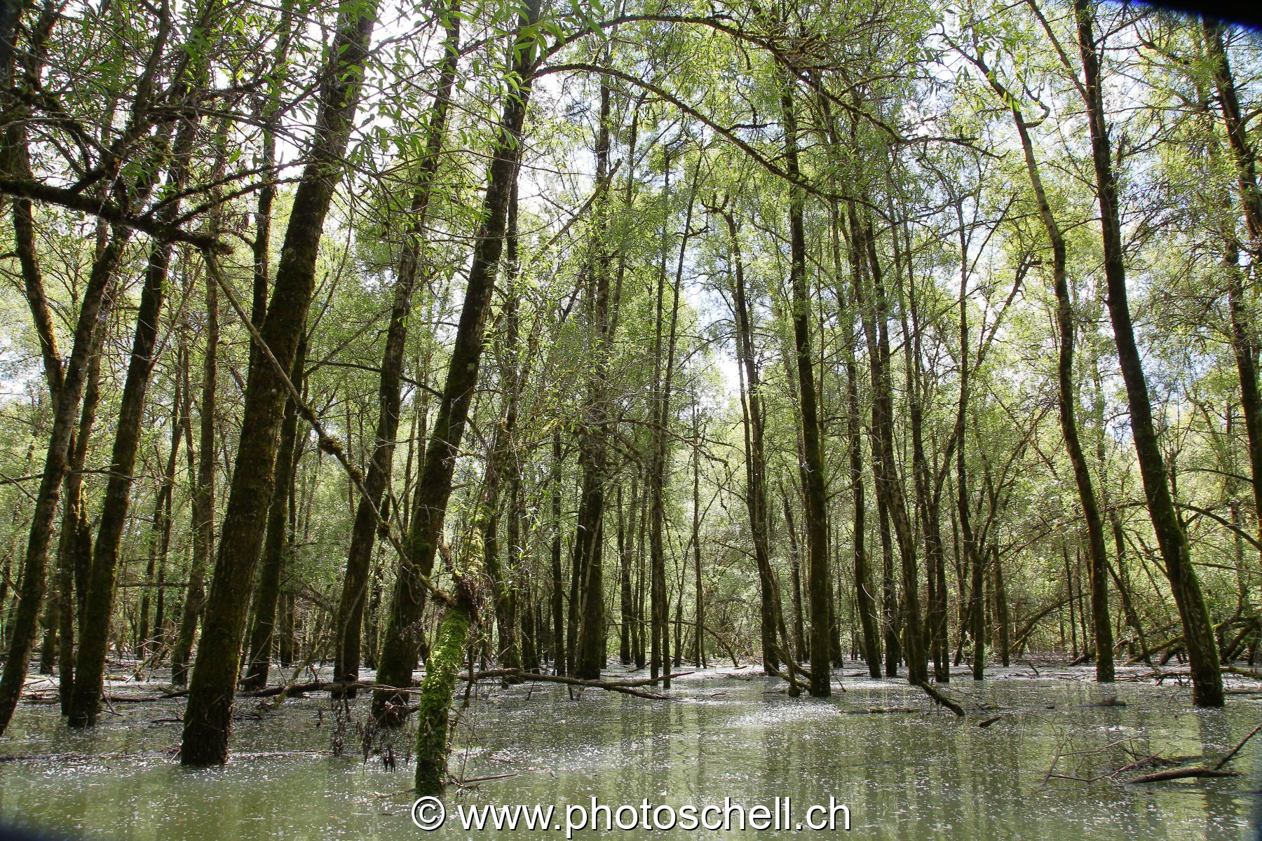 Forêt du bout de lac inondée