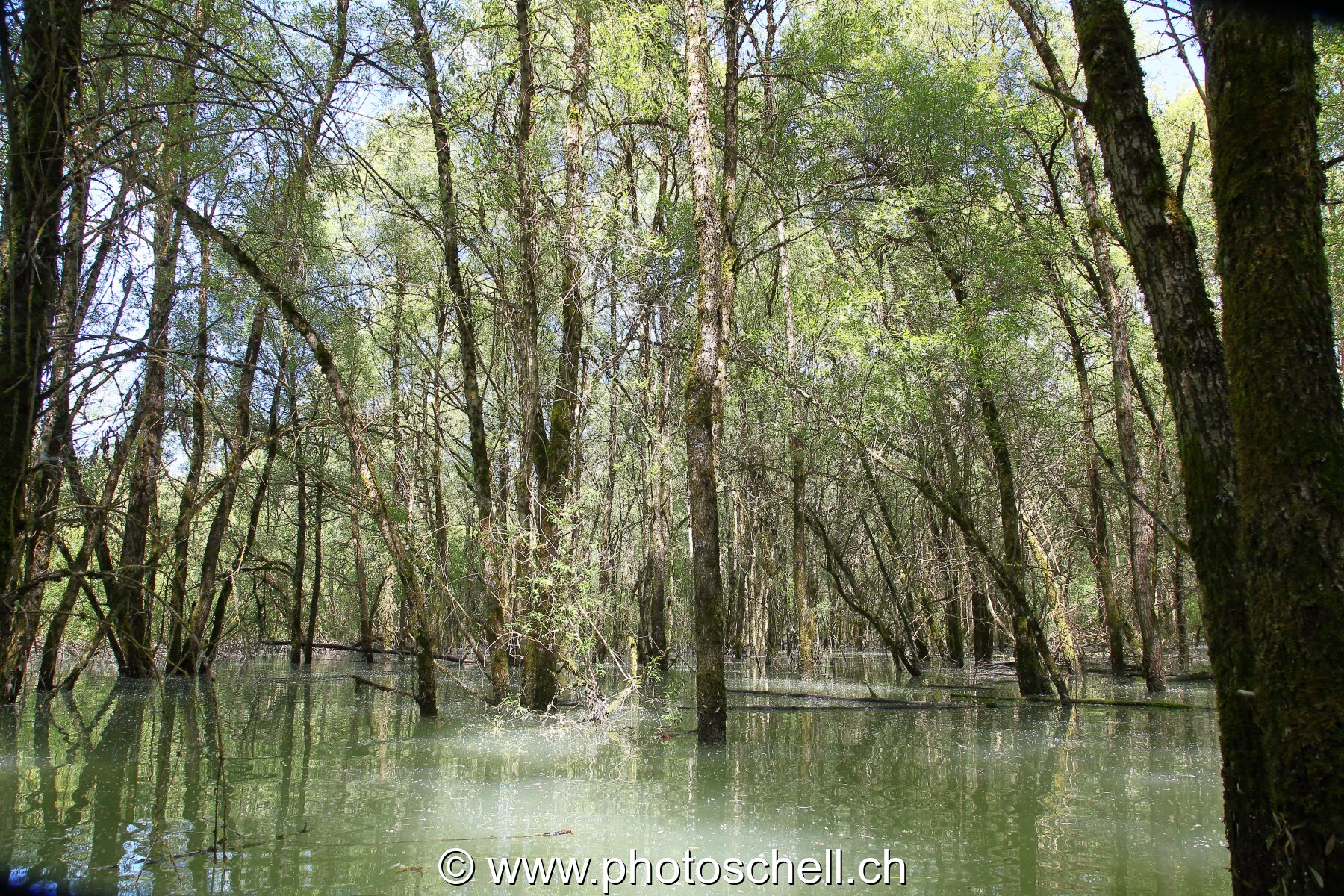 Forêt du bout de lac inondée