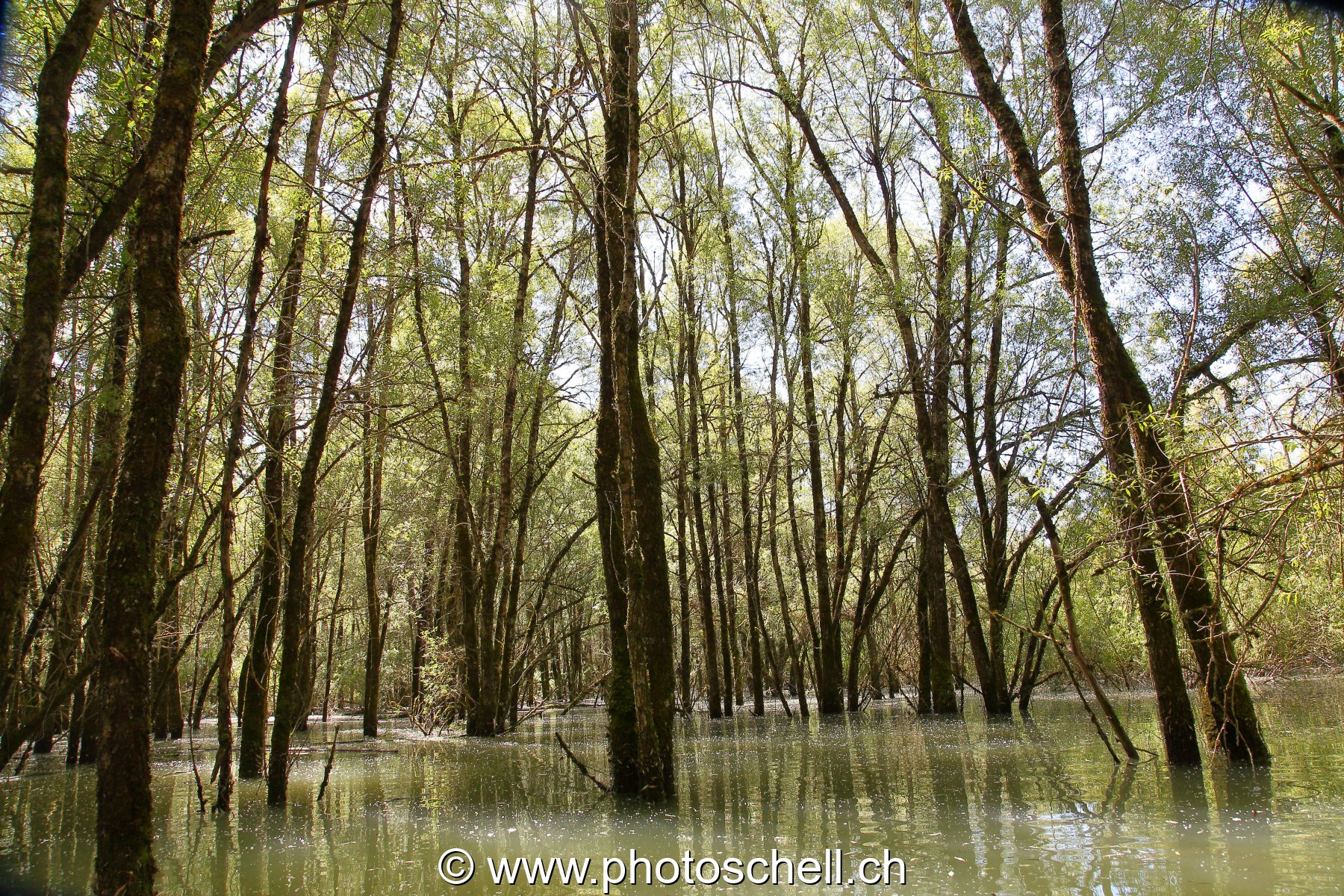 Forêt du bout de lac inondée