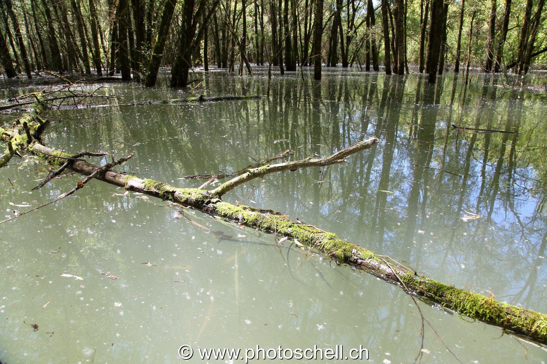 Forêt du bout de lac inondée