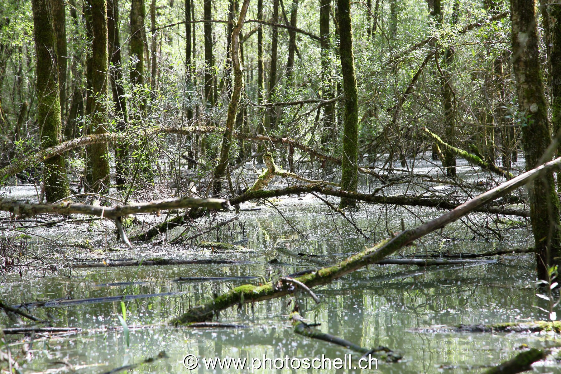 Forêt du bout de lac inondée