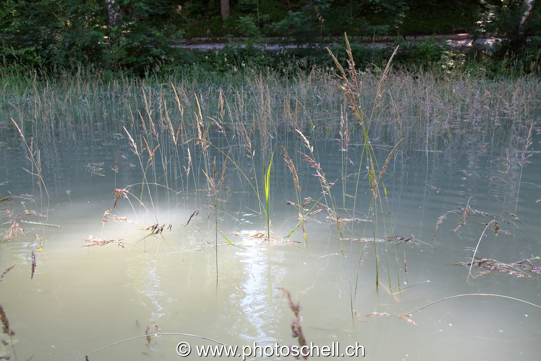 Reflets dans l'eau
