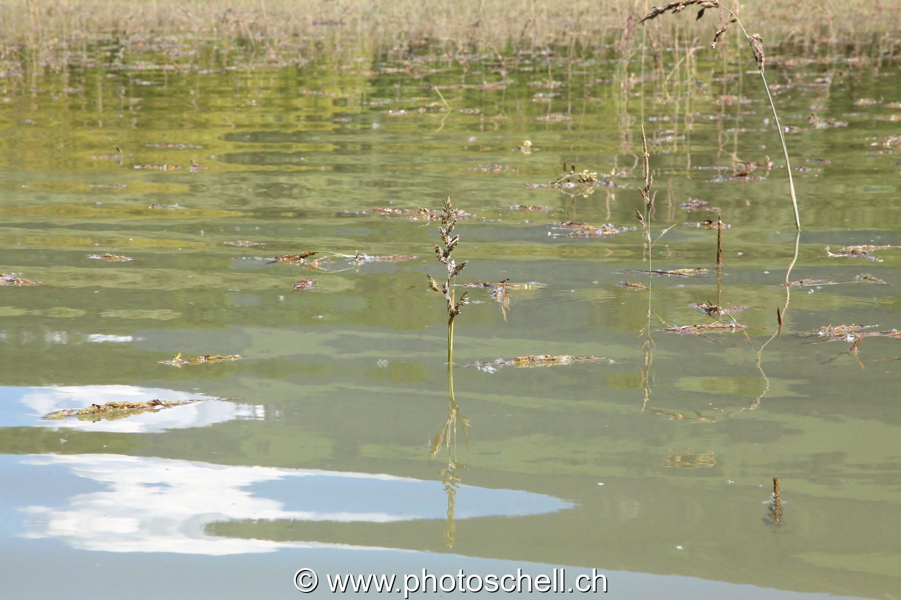 Reflets dans l'eau