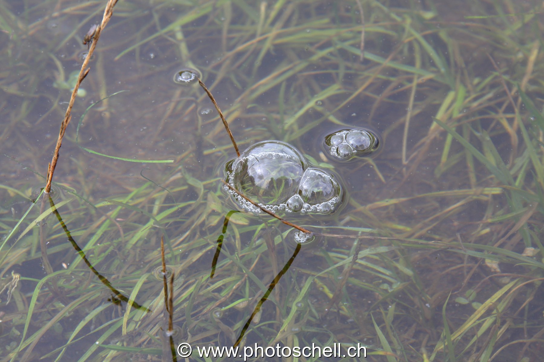 Bulles d'eau