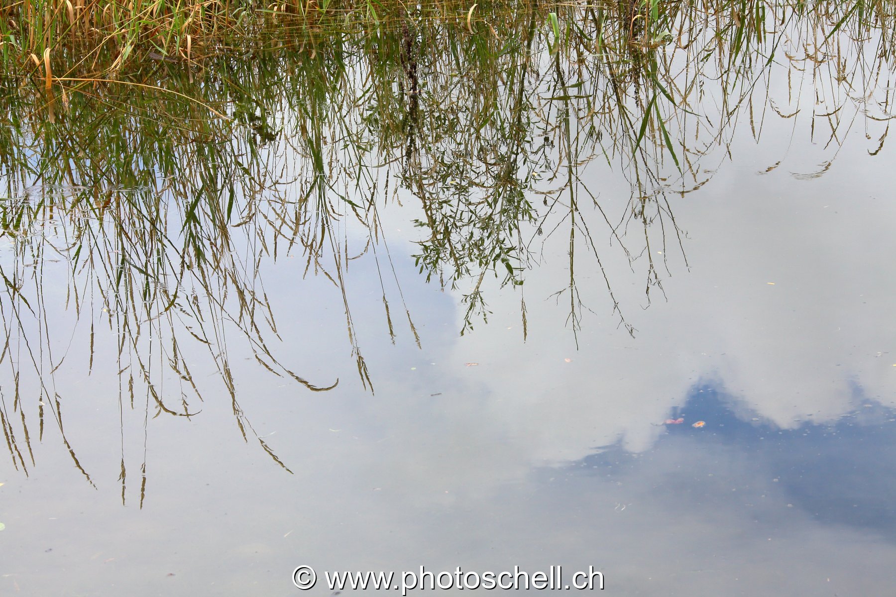 Reflets d'herbe dans l'eau