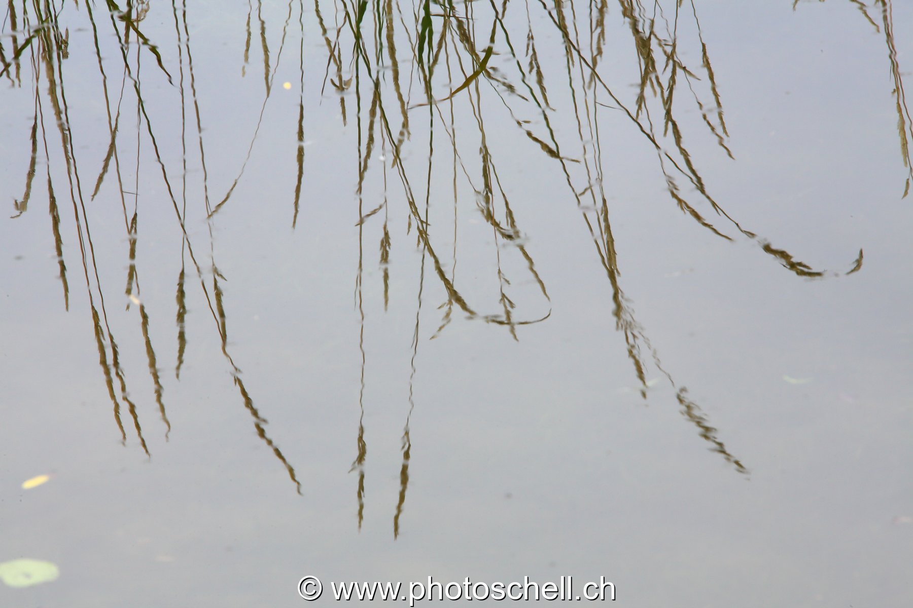 Reflets d'herbe dans l'eau