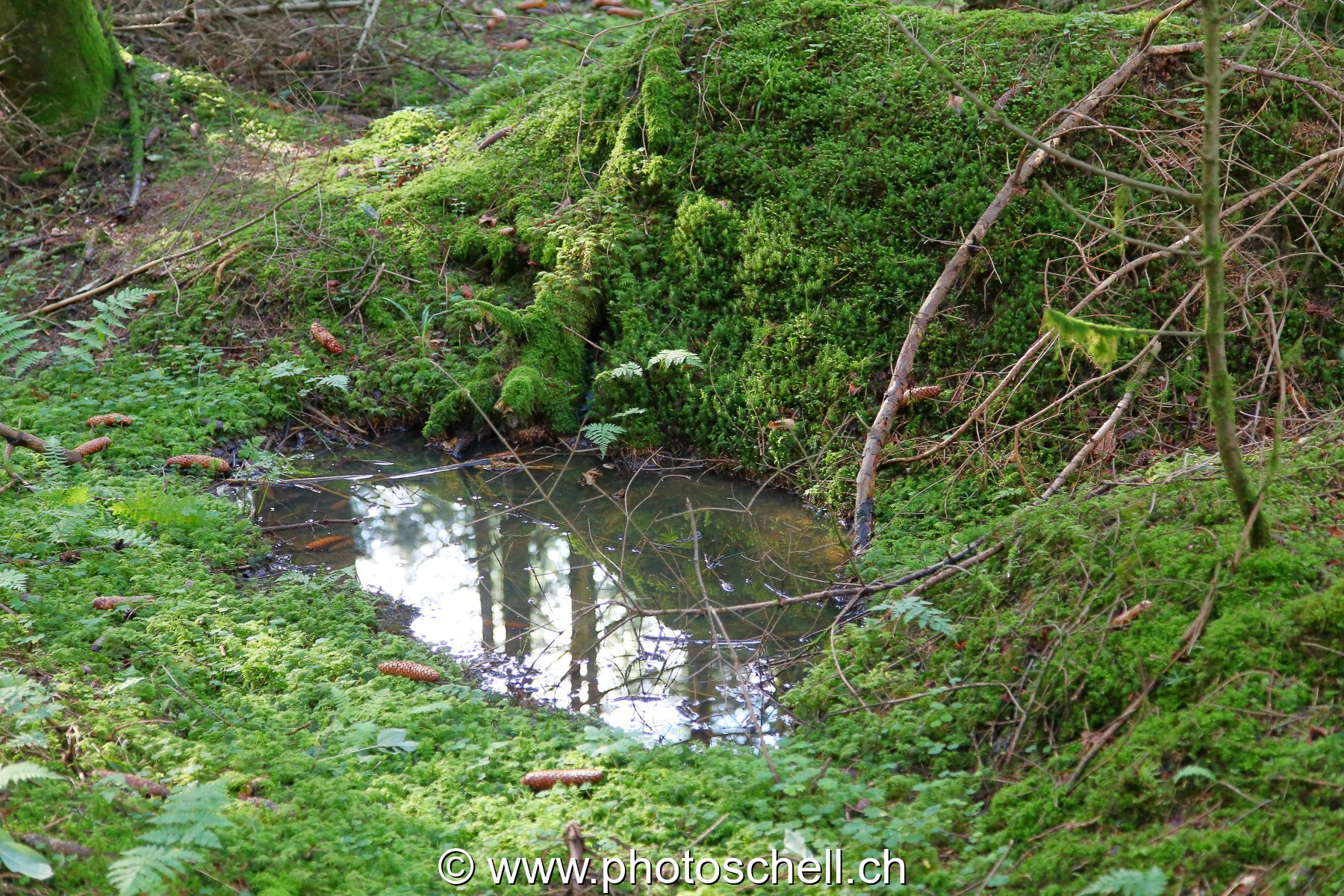 Trou d'eau en forêt