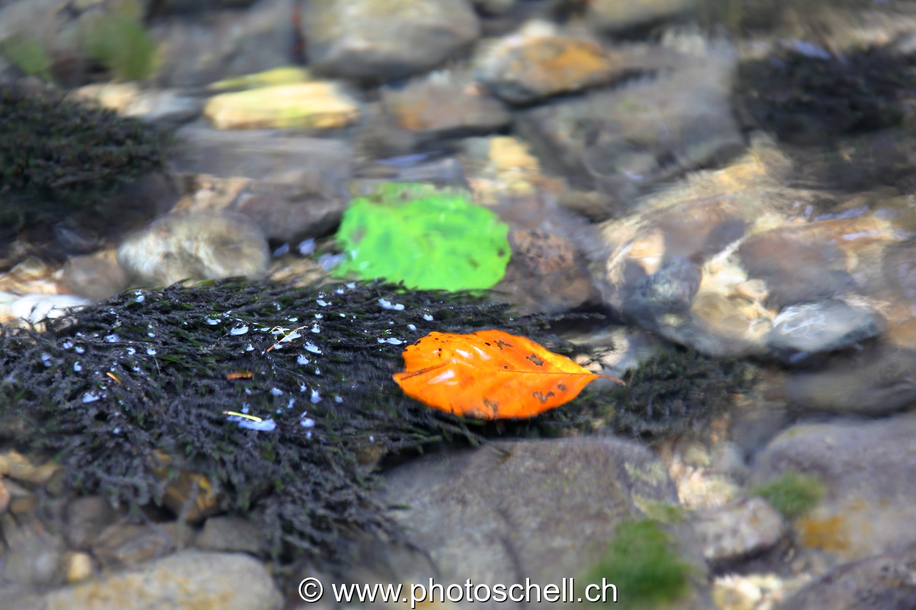 Feuilles d'automne dans l'eau