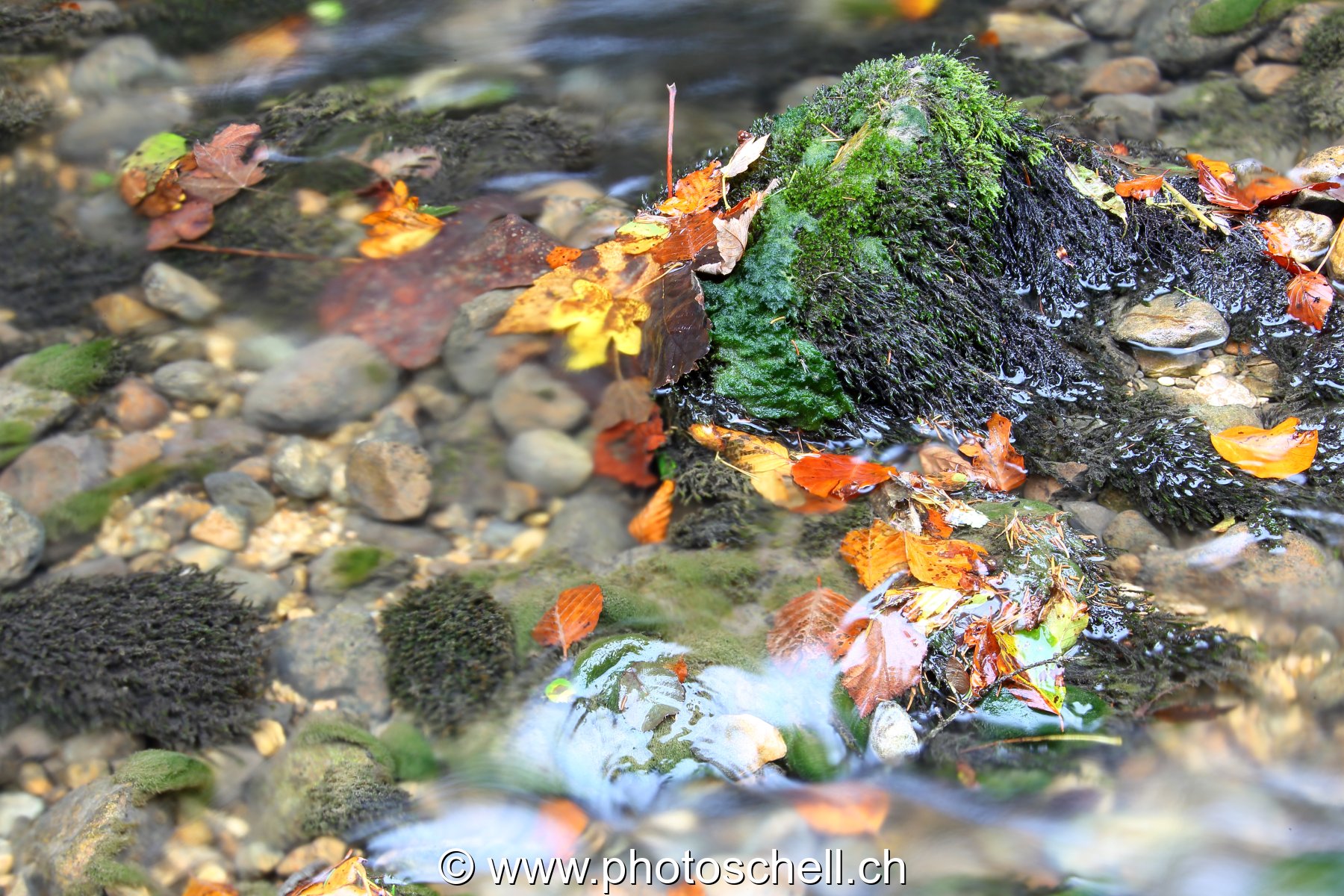 Feuilles d'automne dans l'eau