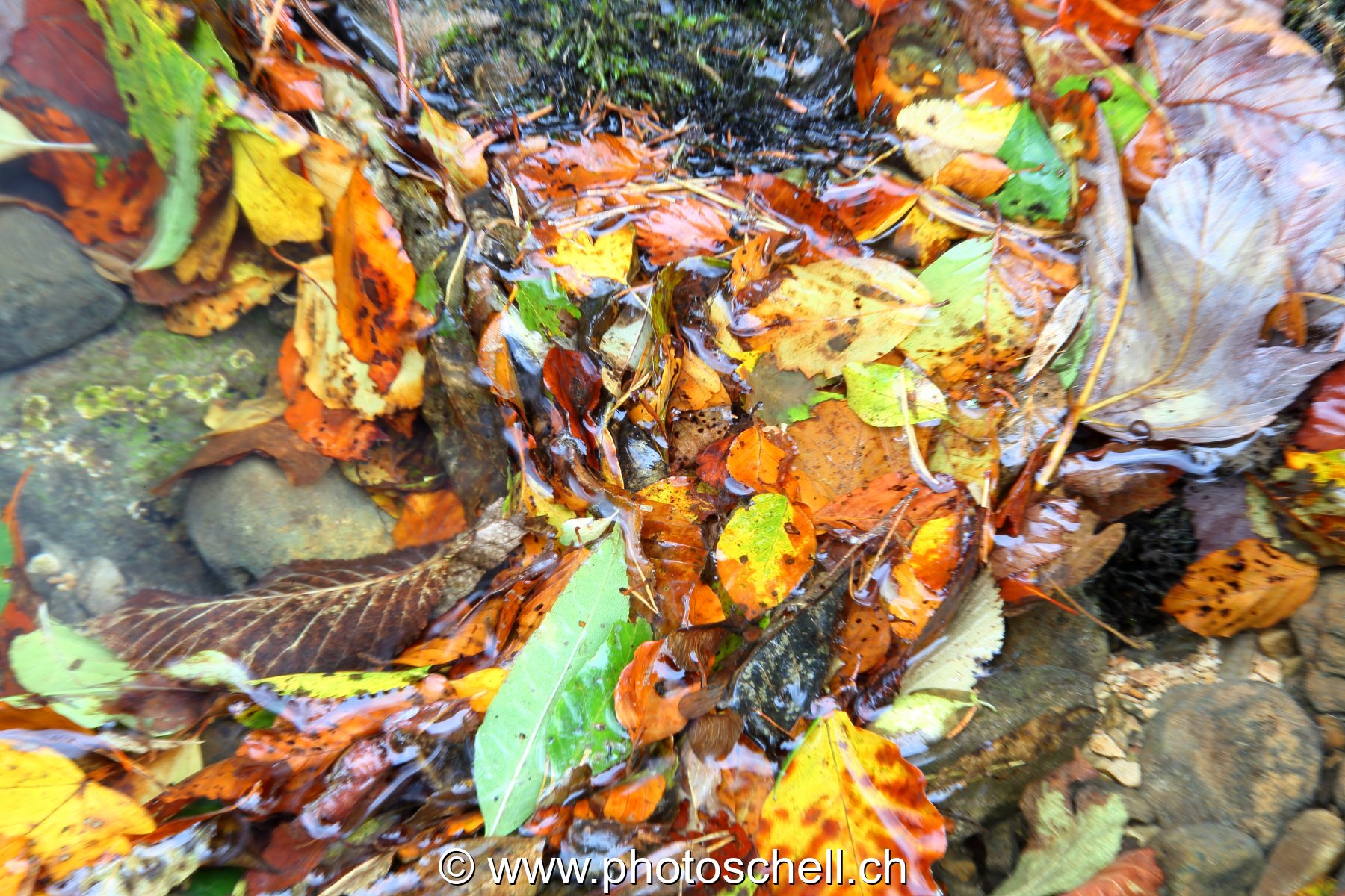 Feuilles d'automne dans l'eau
