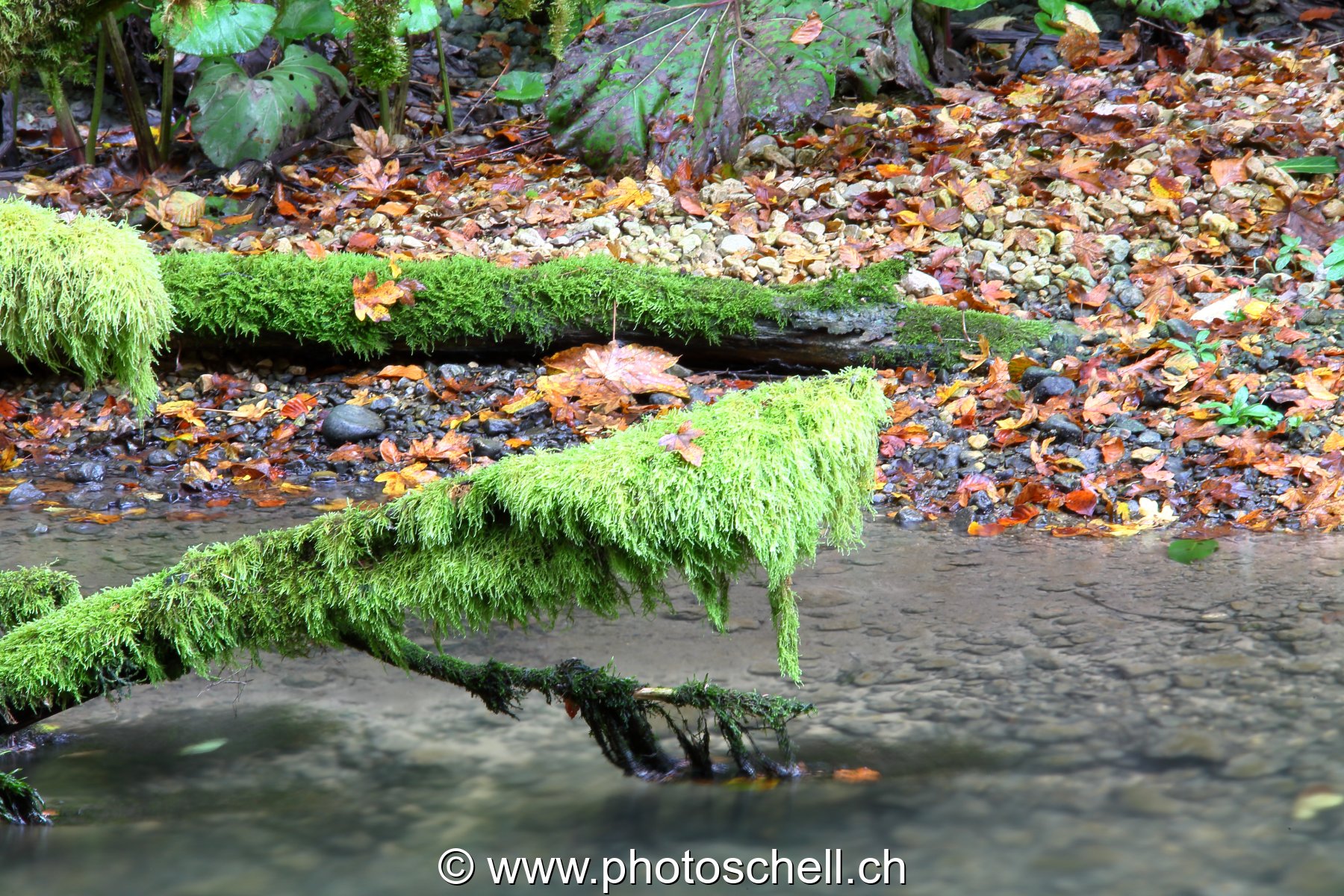 Branches recouvertes de mousse