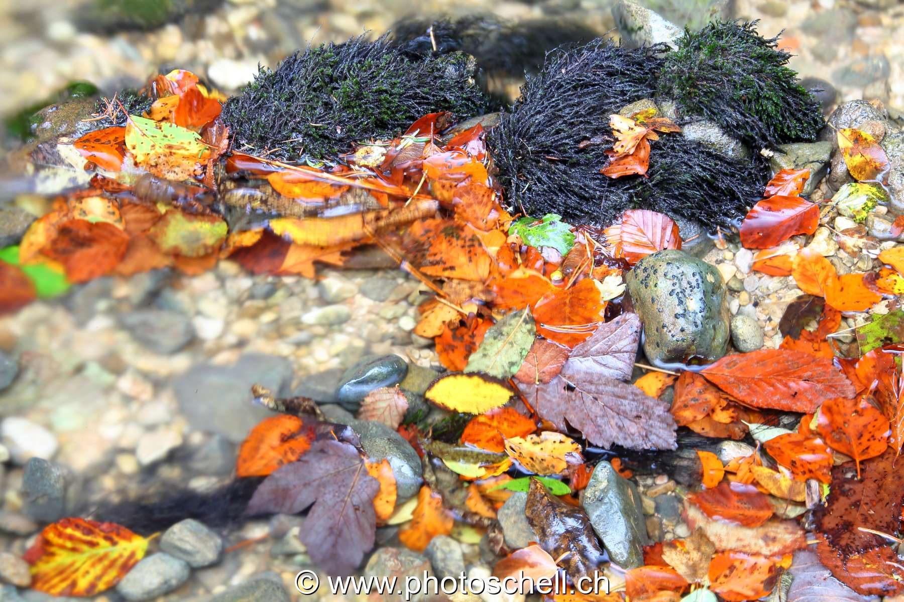 Feuilles d'automne dans l'eau