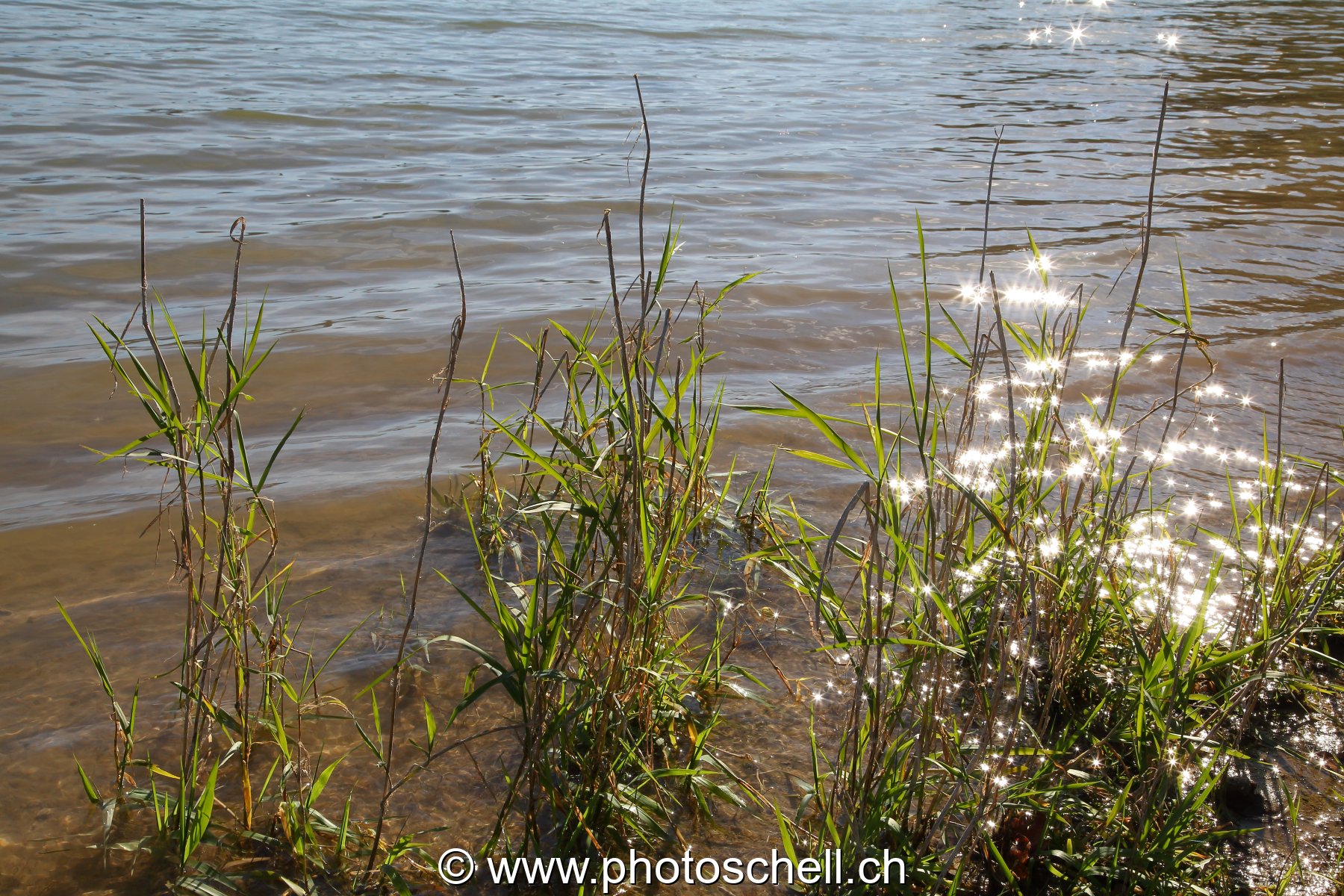 Vaguelettes sur les berges du lac de la Gruyère