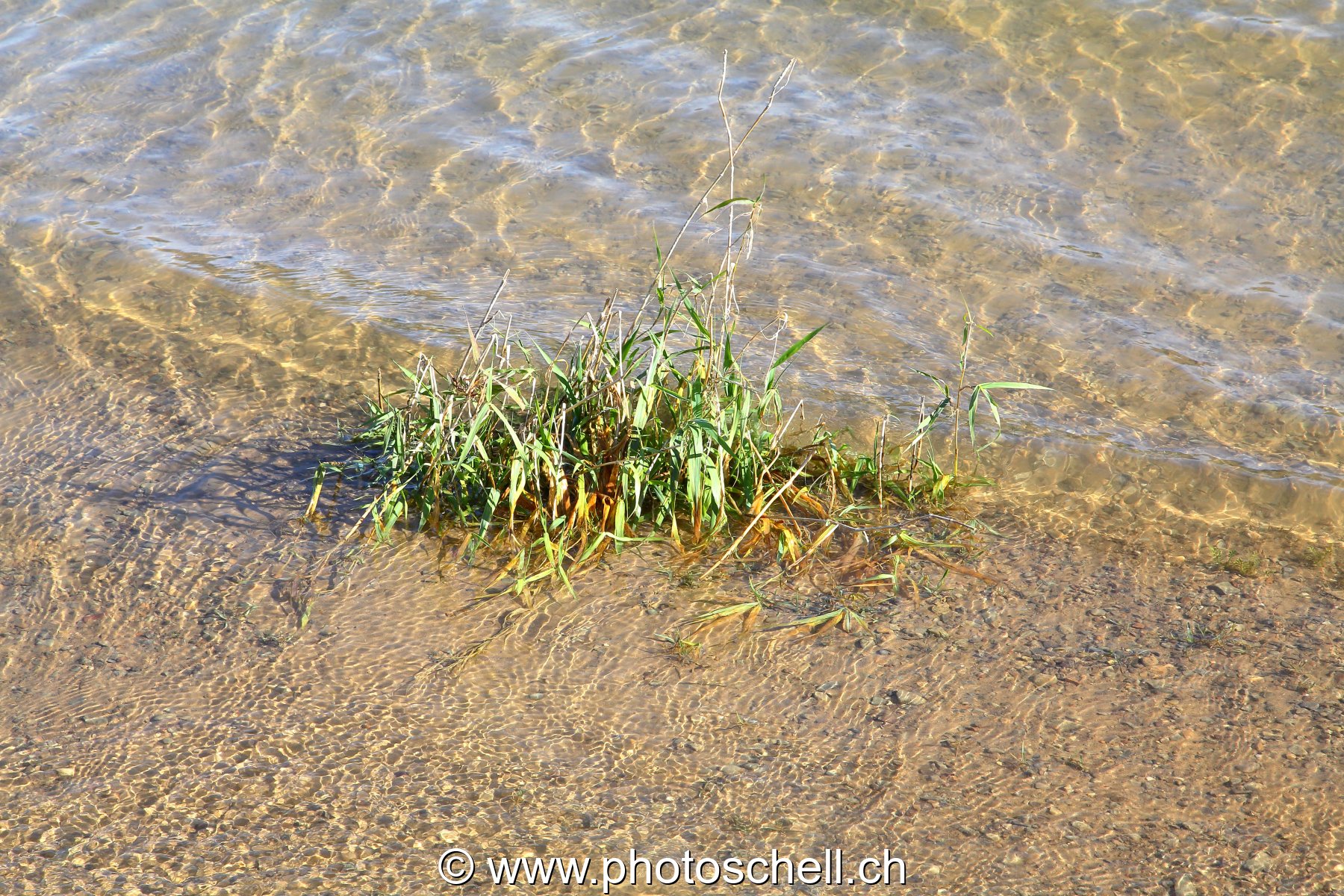 Vaguelettes sur les berges du lac de la Gruyère