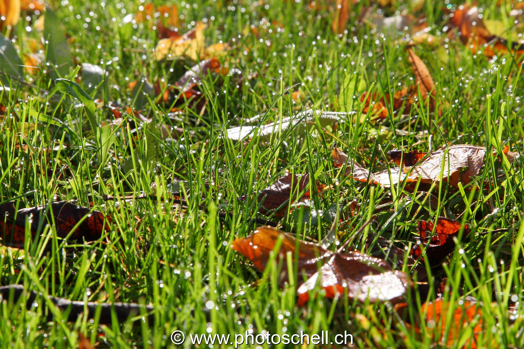 Gouttes de rosée sur l'herbe