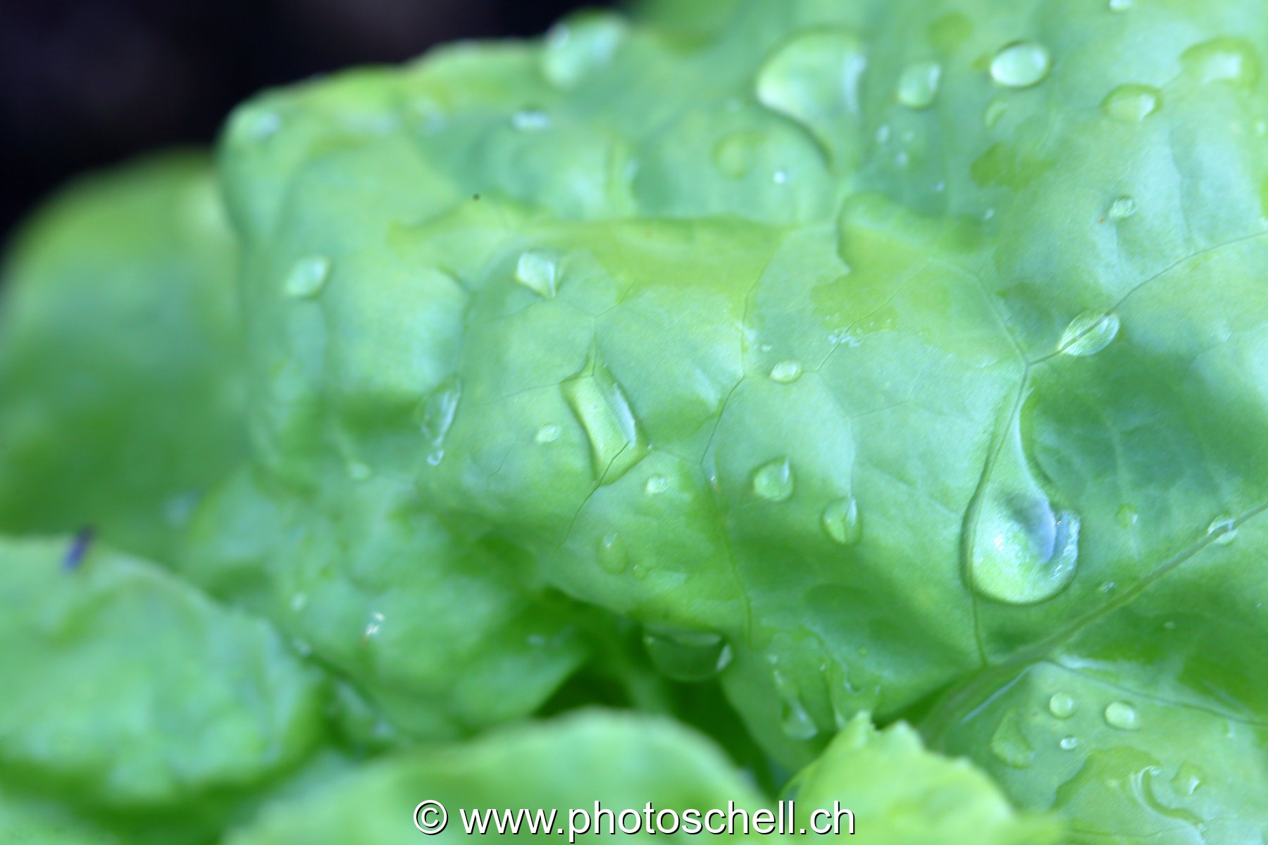 Gouttes d'eau sur une feuille
