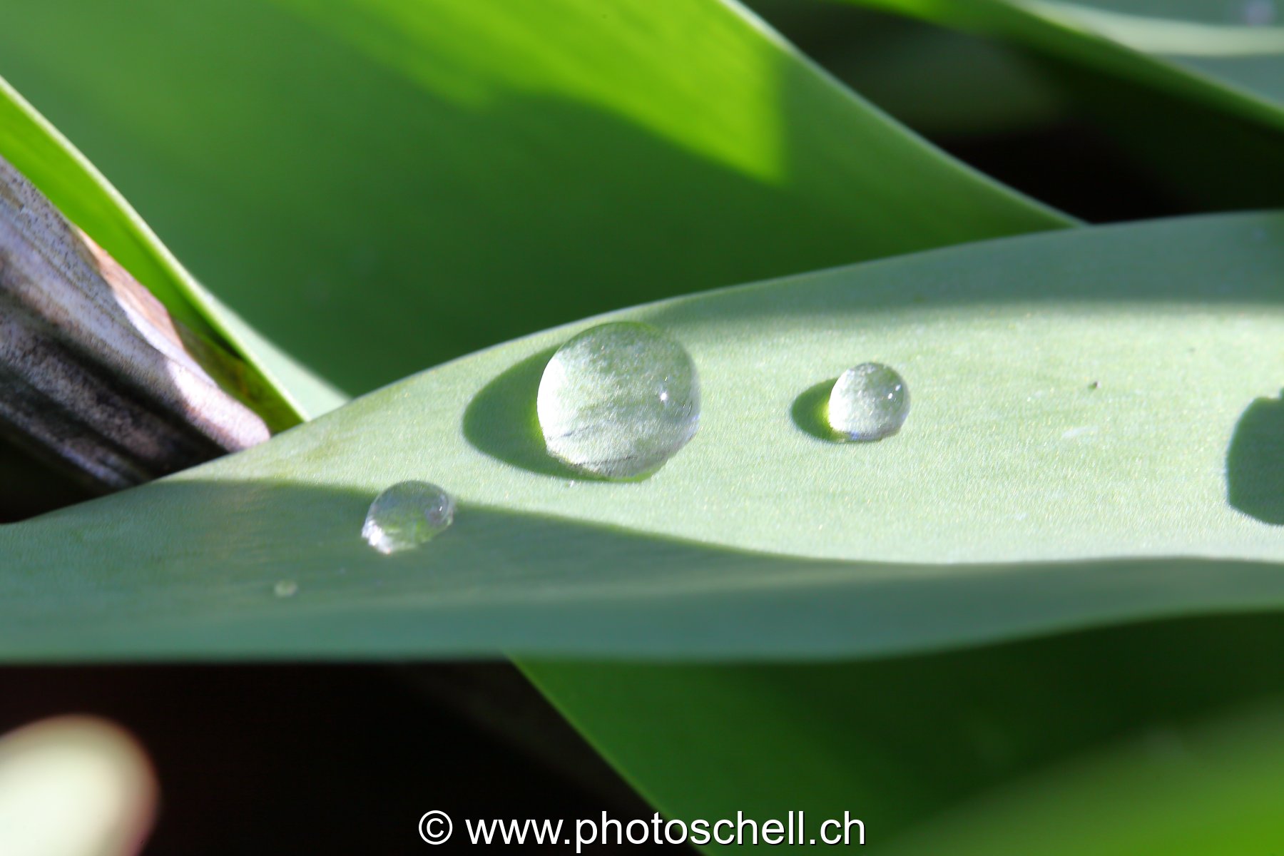 Gouttes d'eau sur une feuille de tulipe